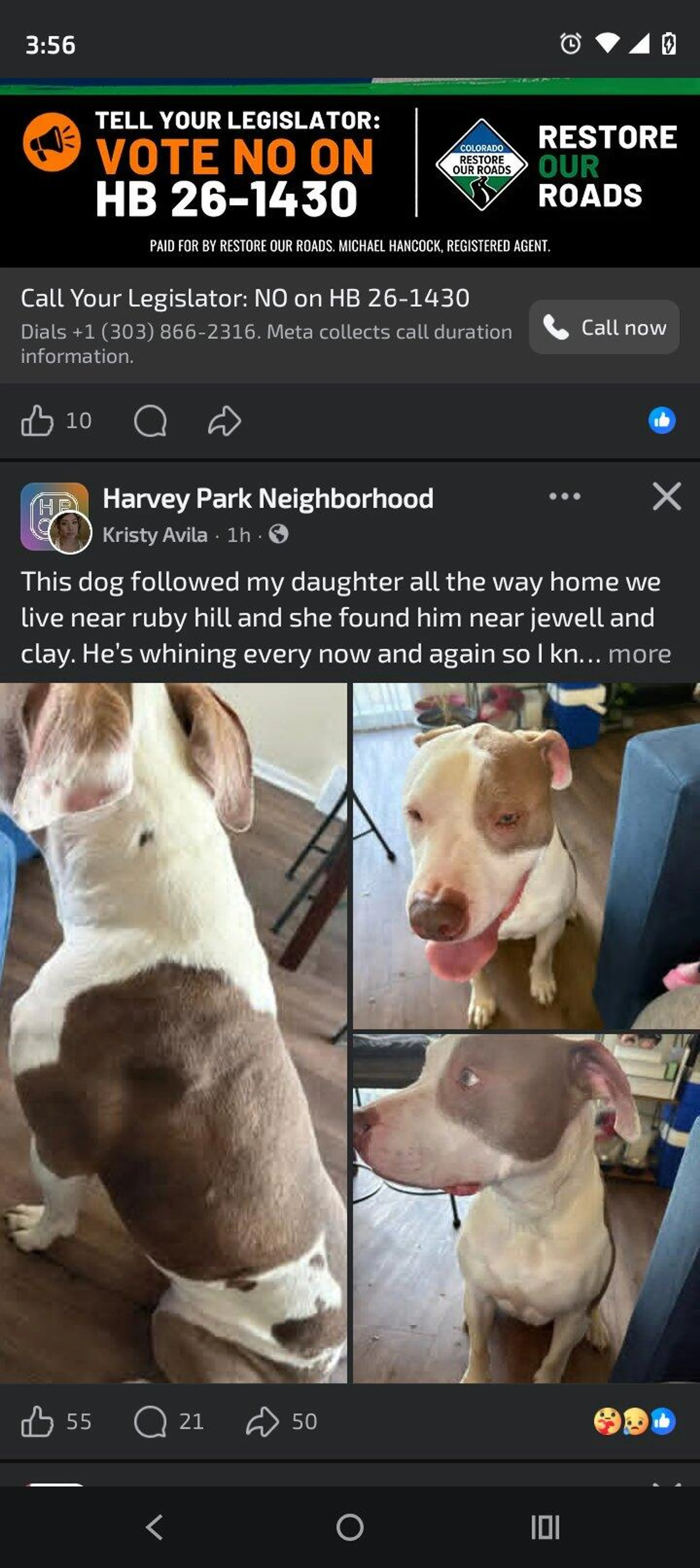 Found pet