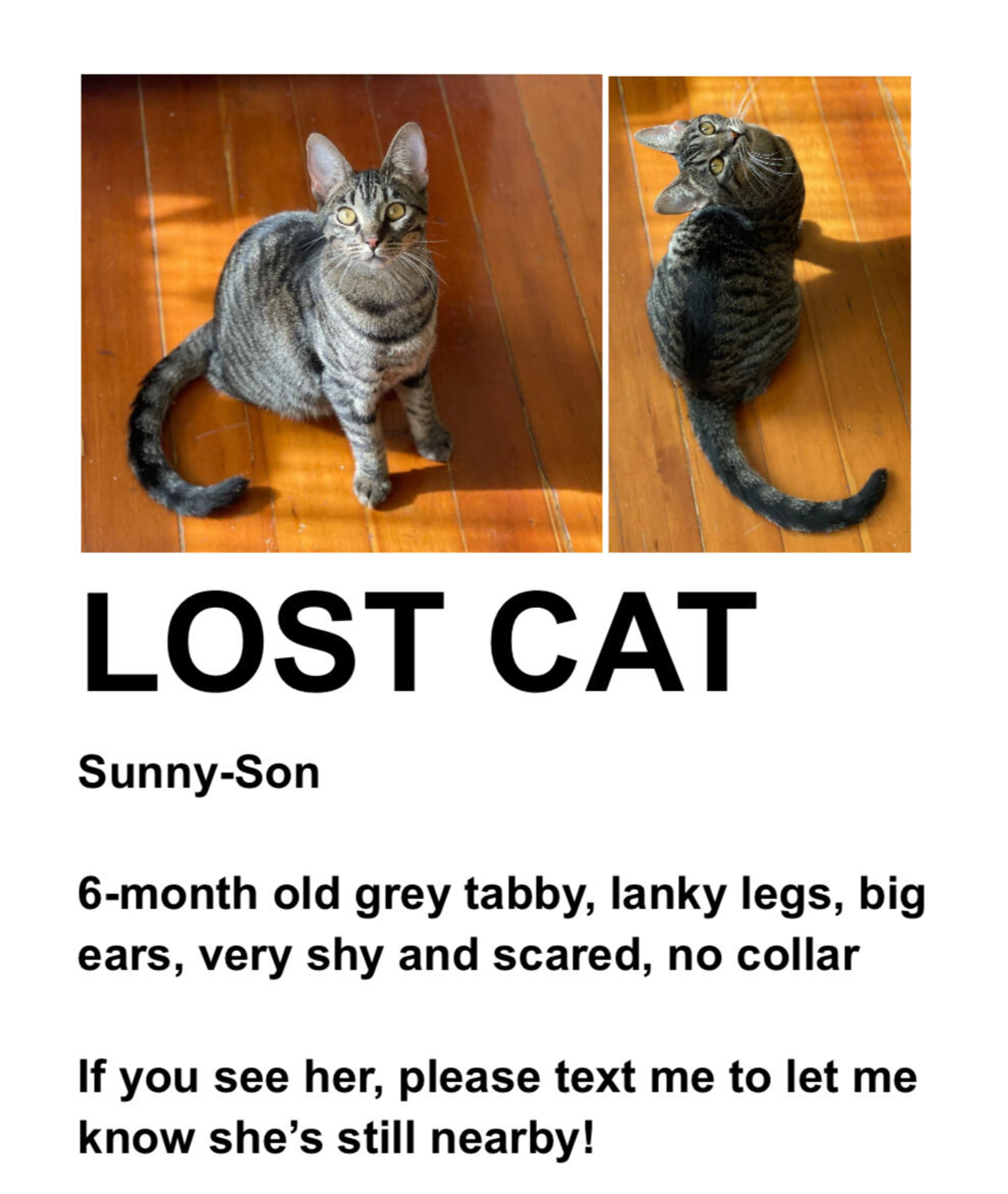 Lost pet