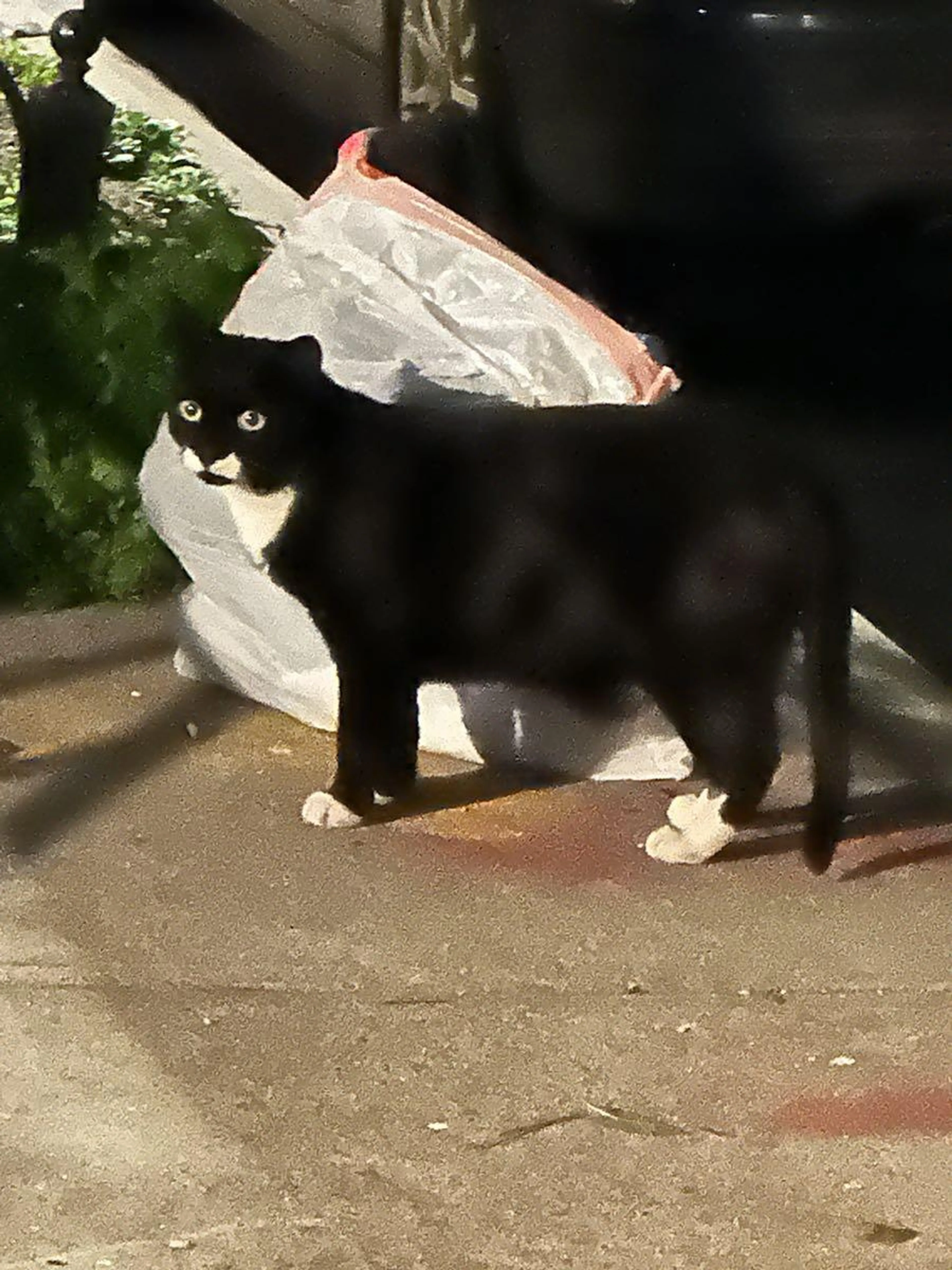 Found pet