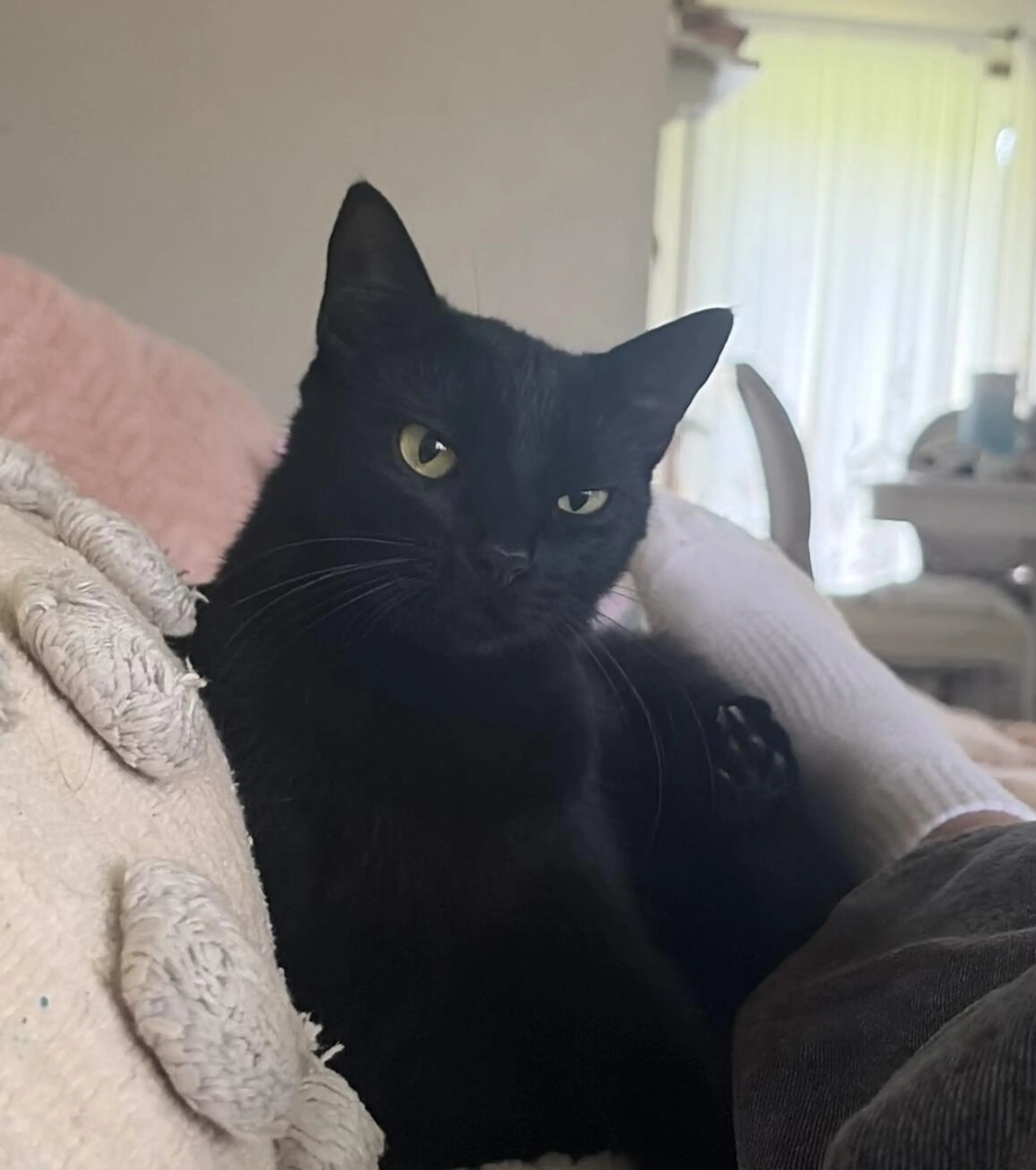 cdn image