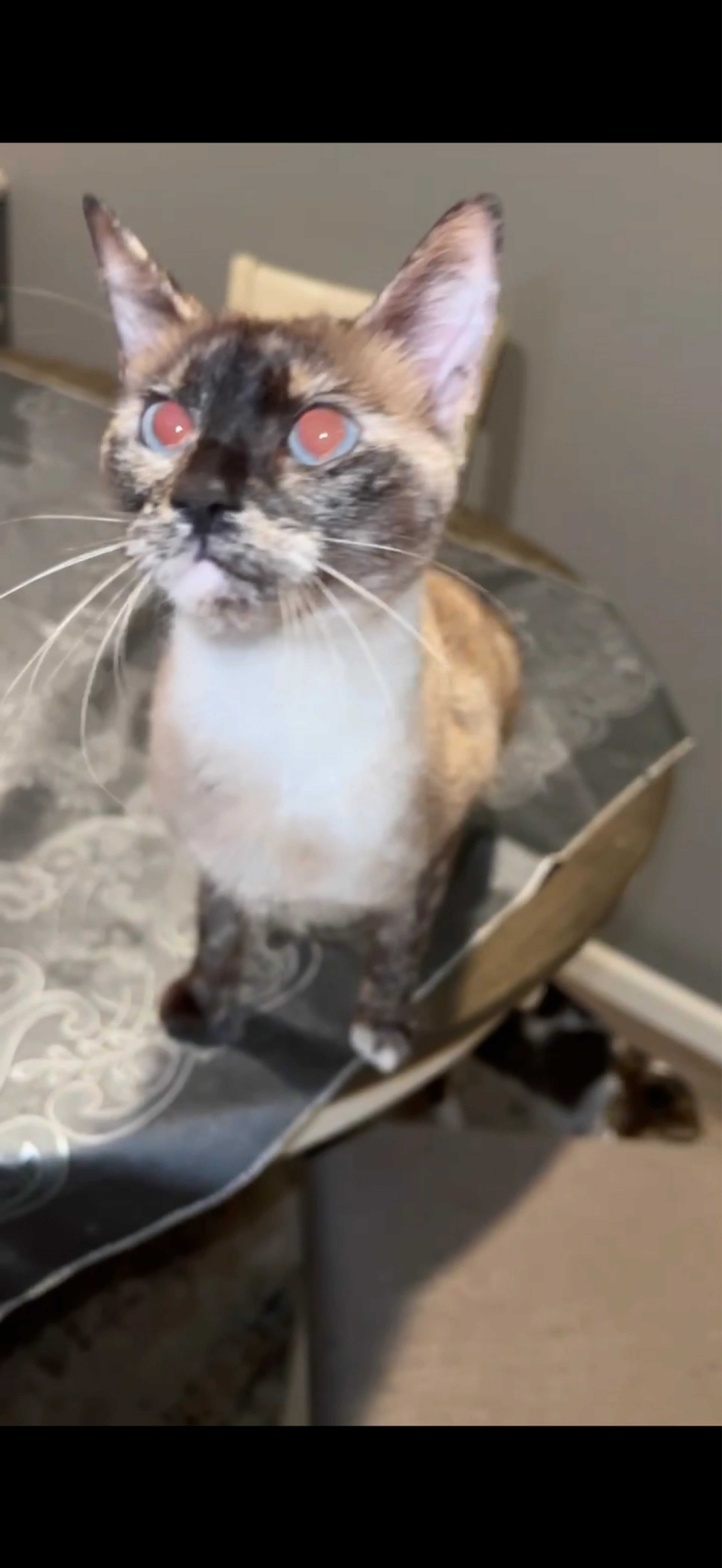 Lost pet