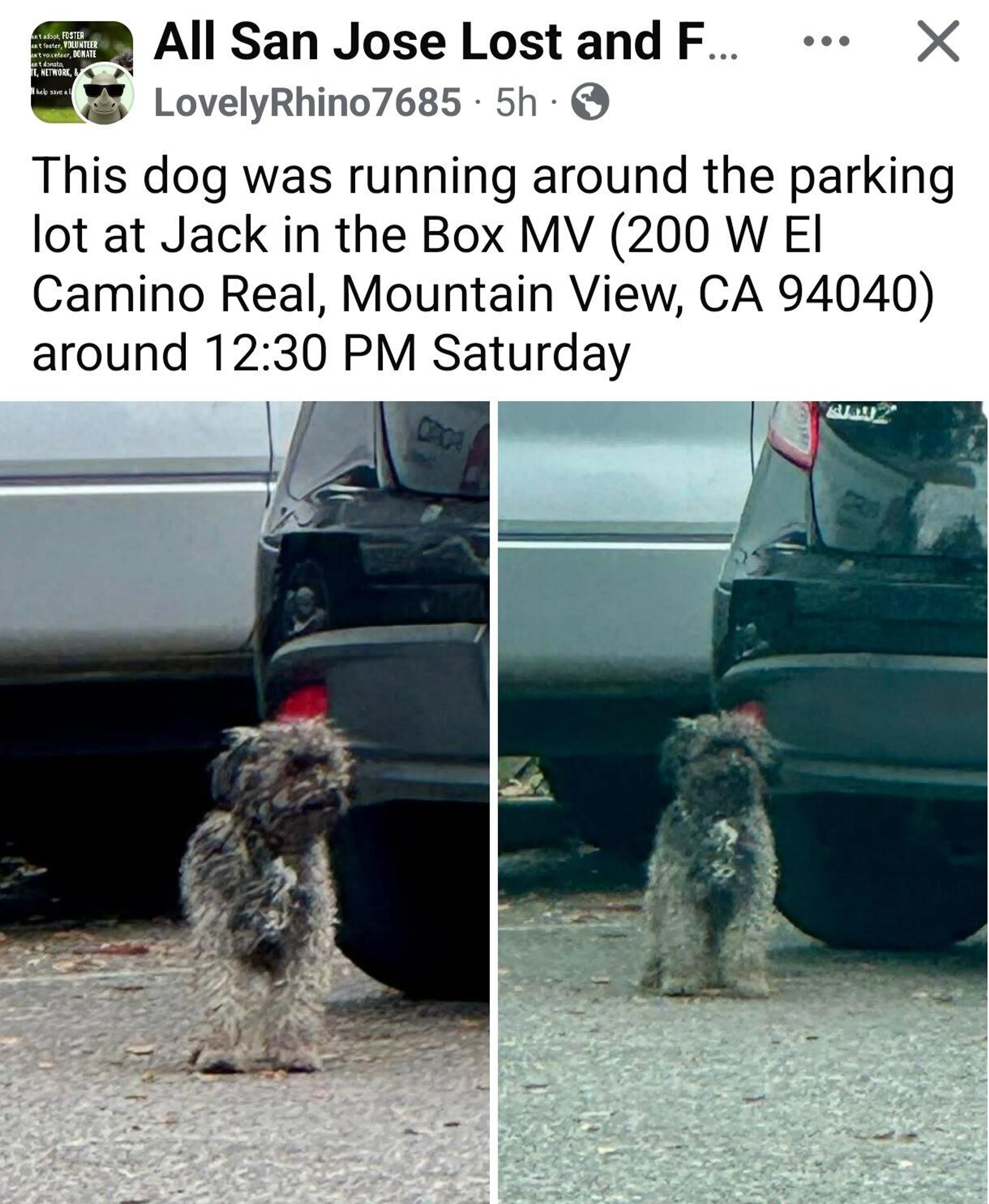 Found pet