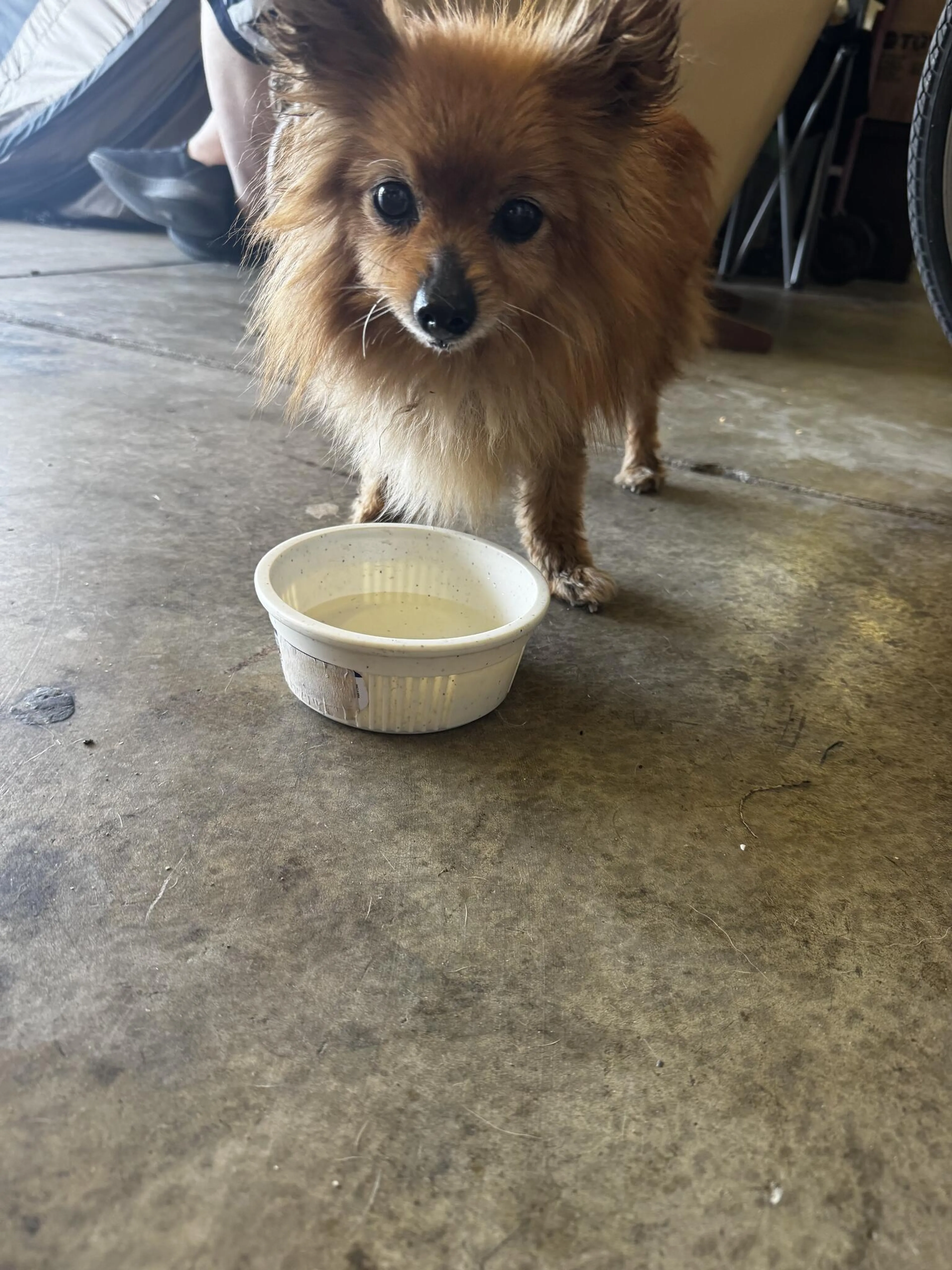 Found pet