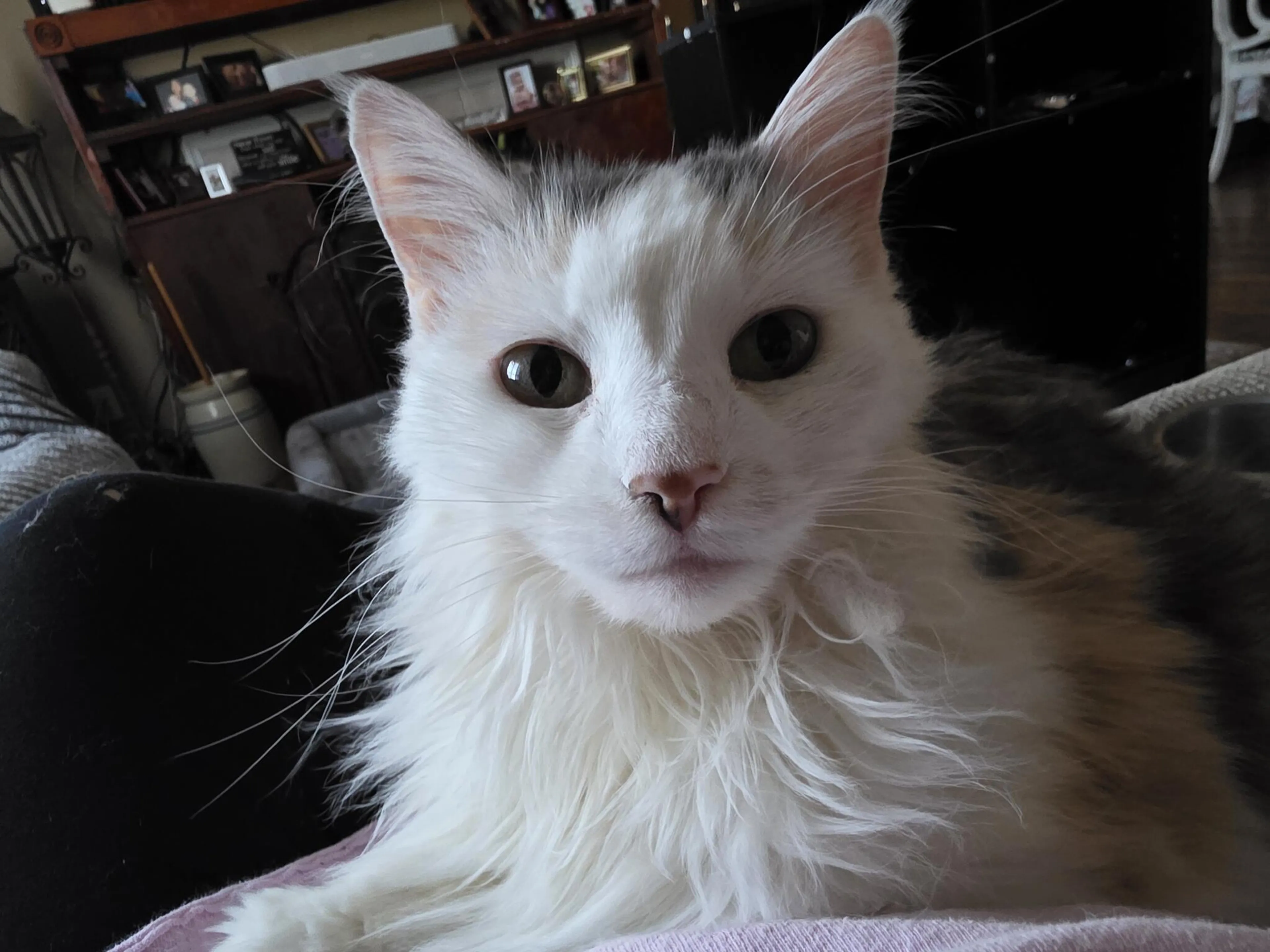 Lost pet