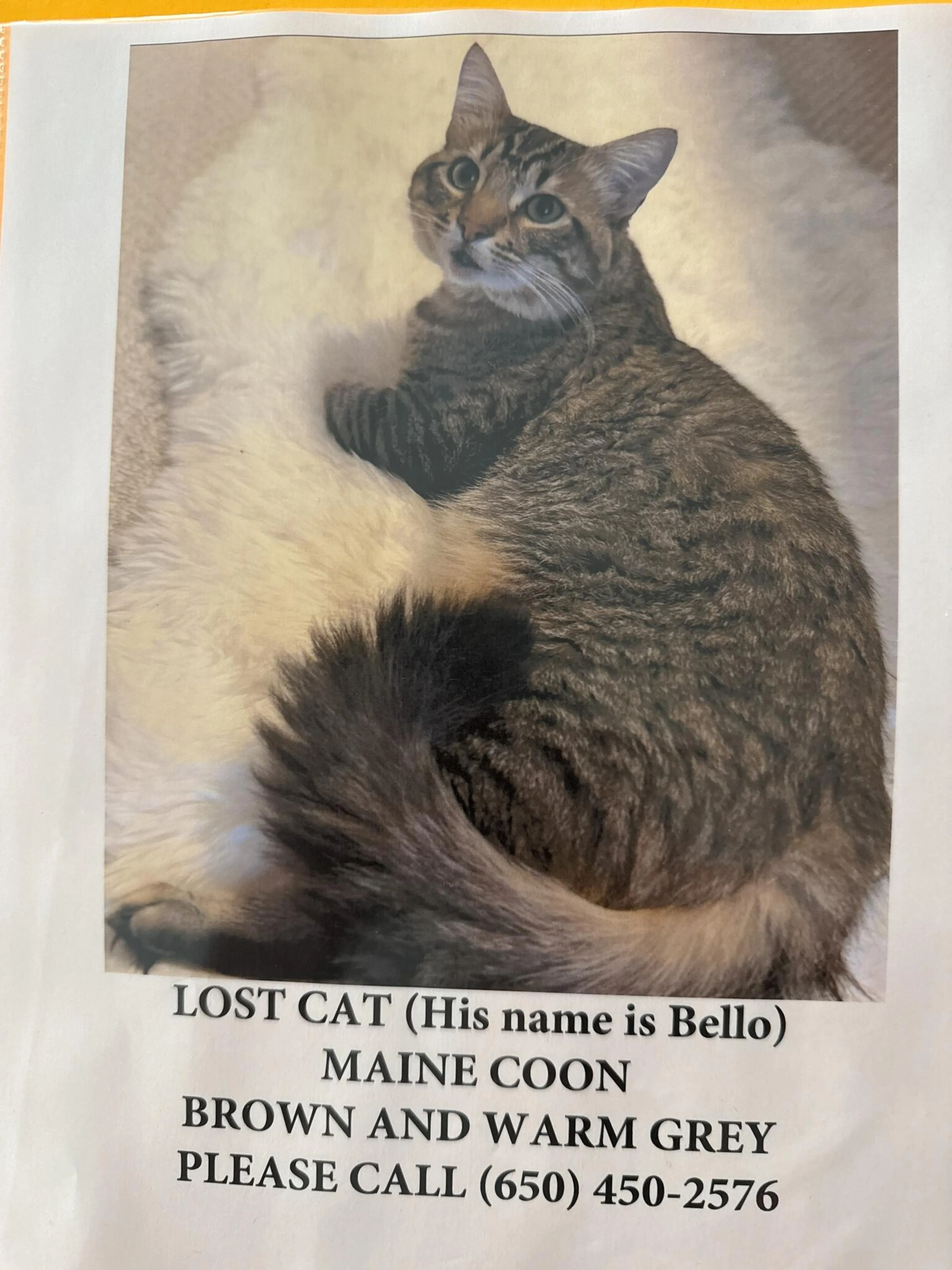Lost pet