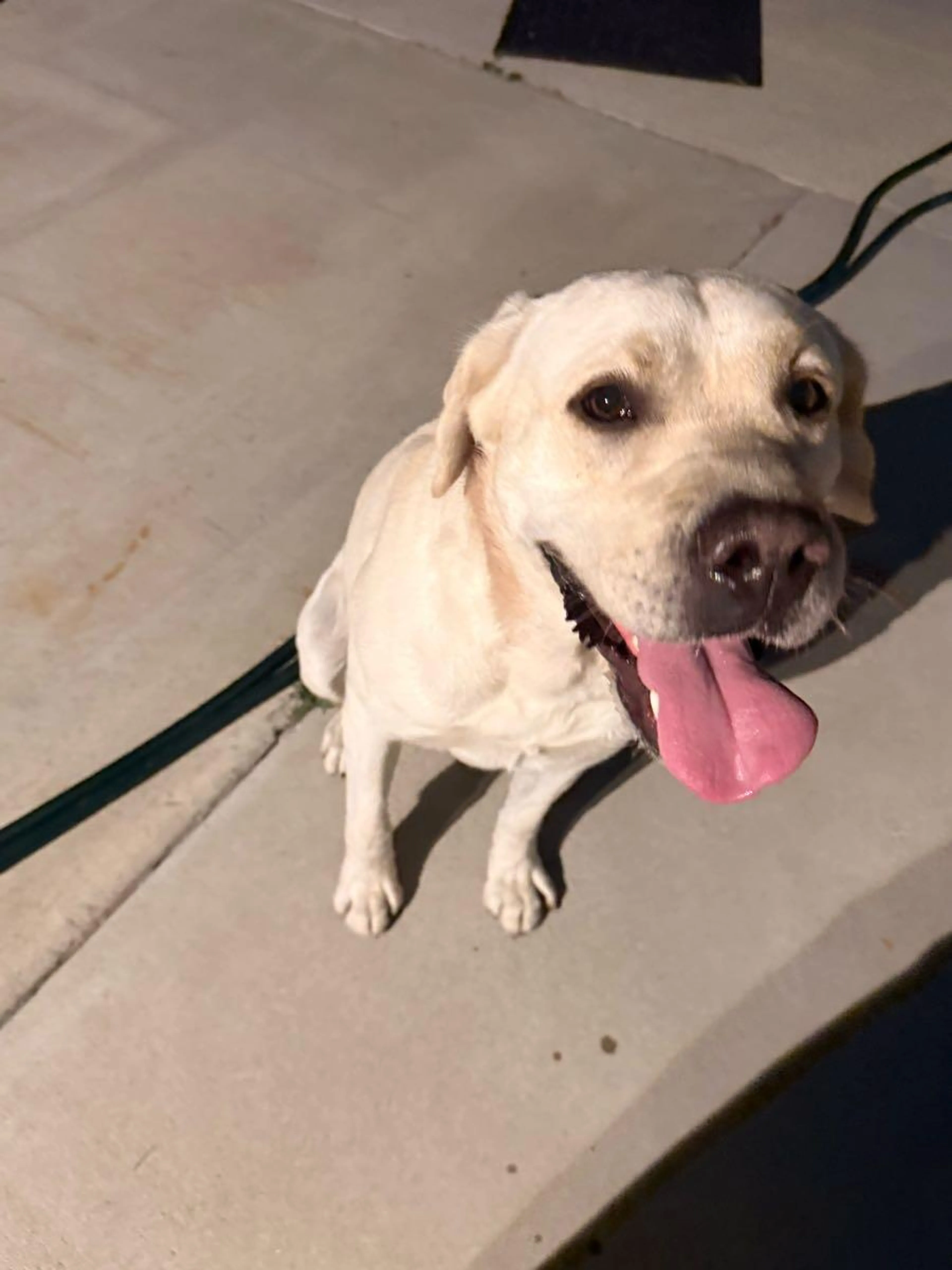 Found pet