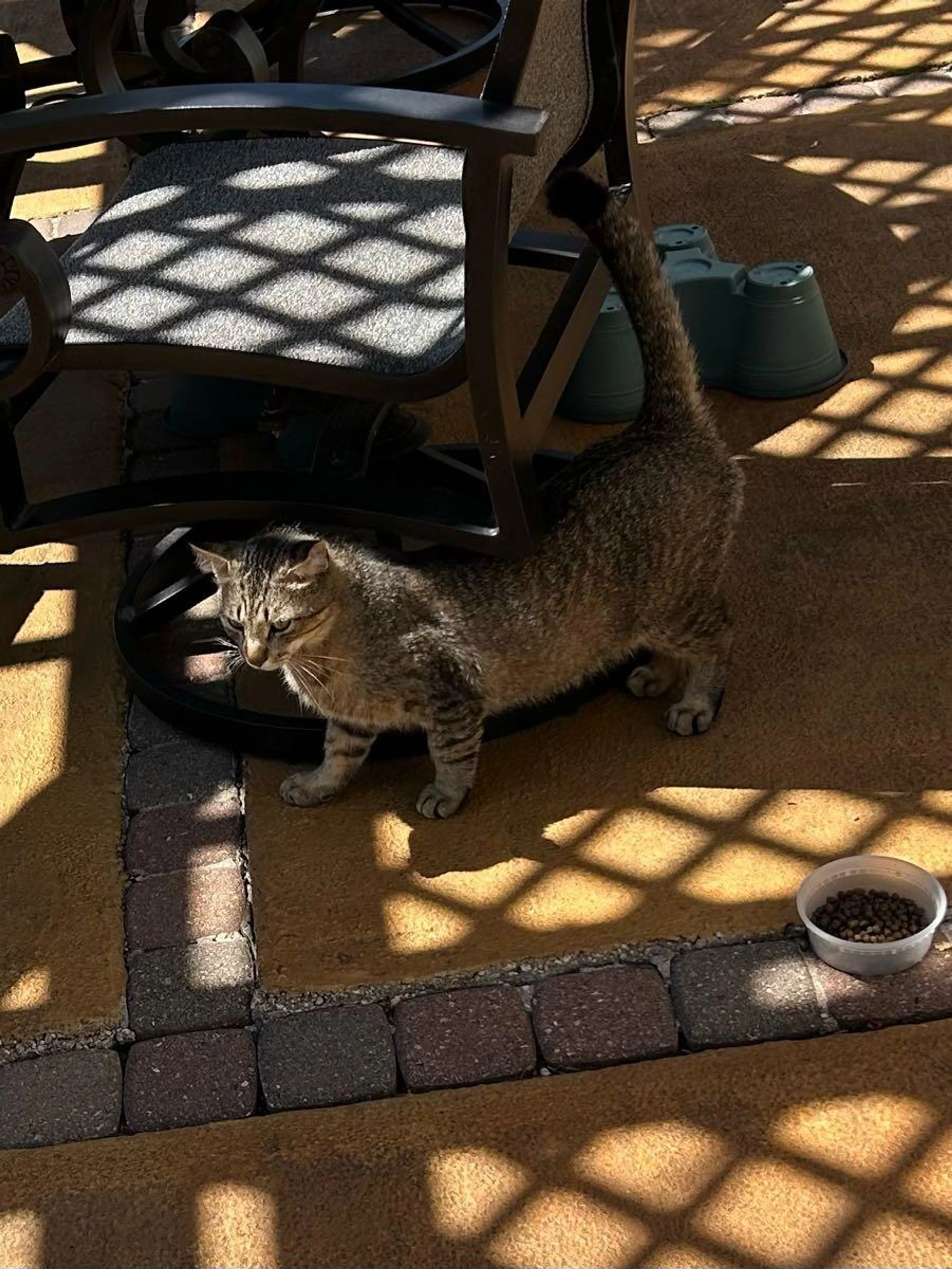 Found pet