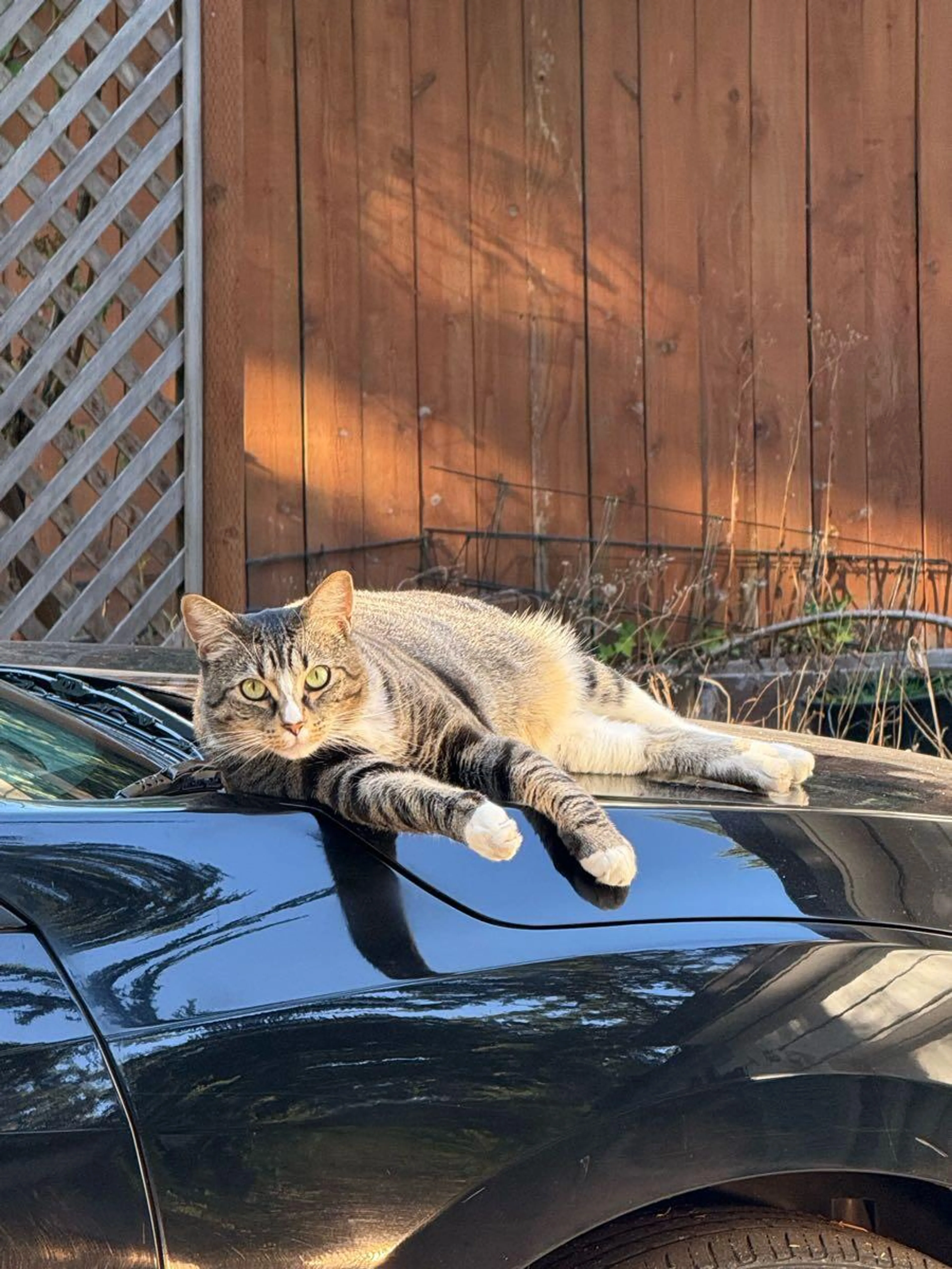 Lost pet
