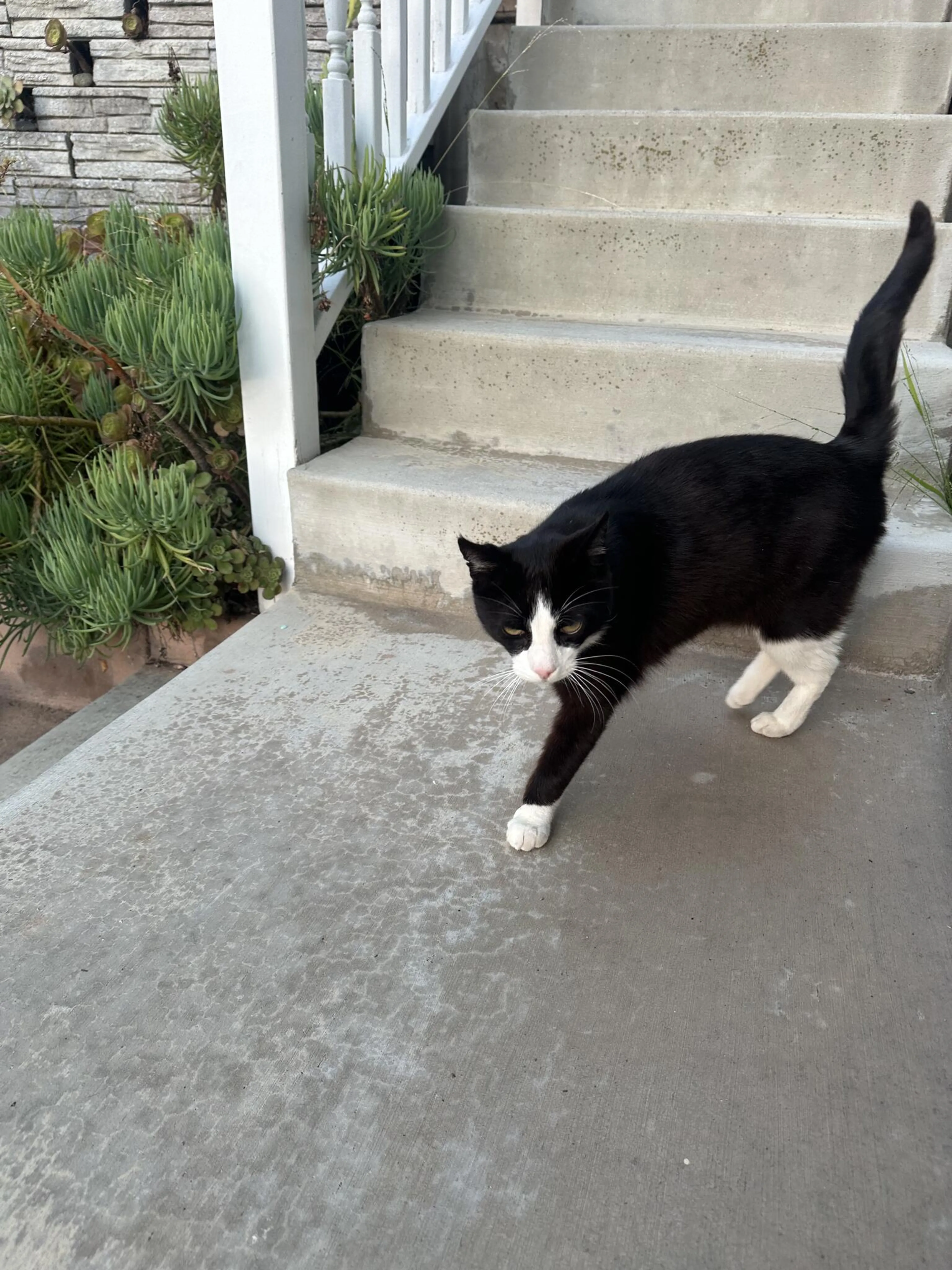 Found pet
