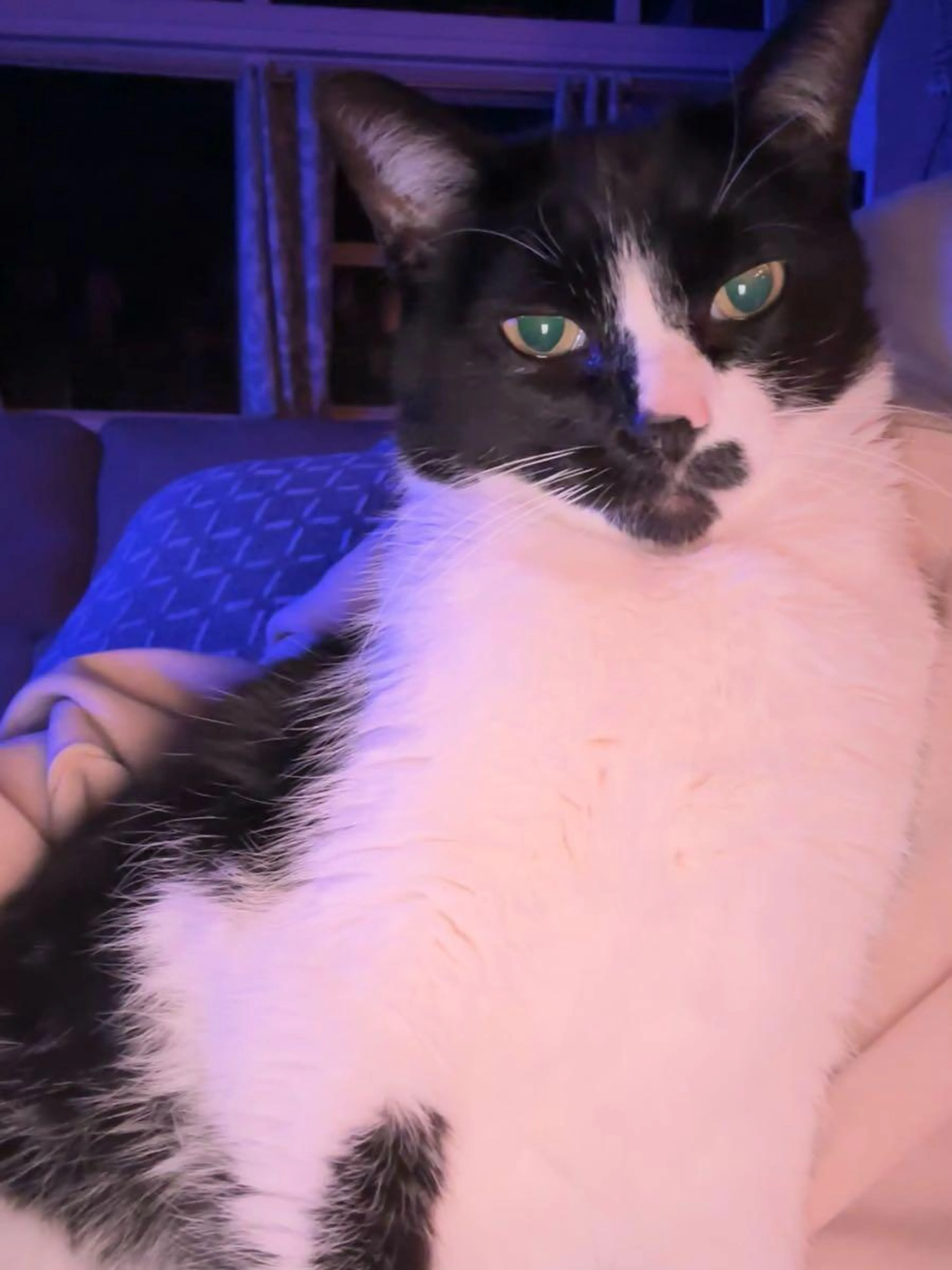 Lost pet