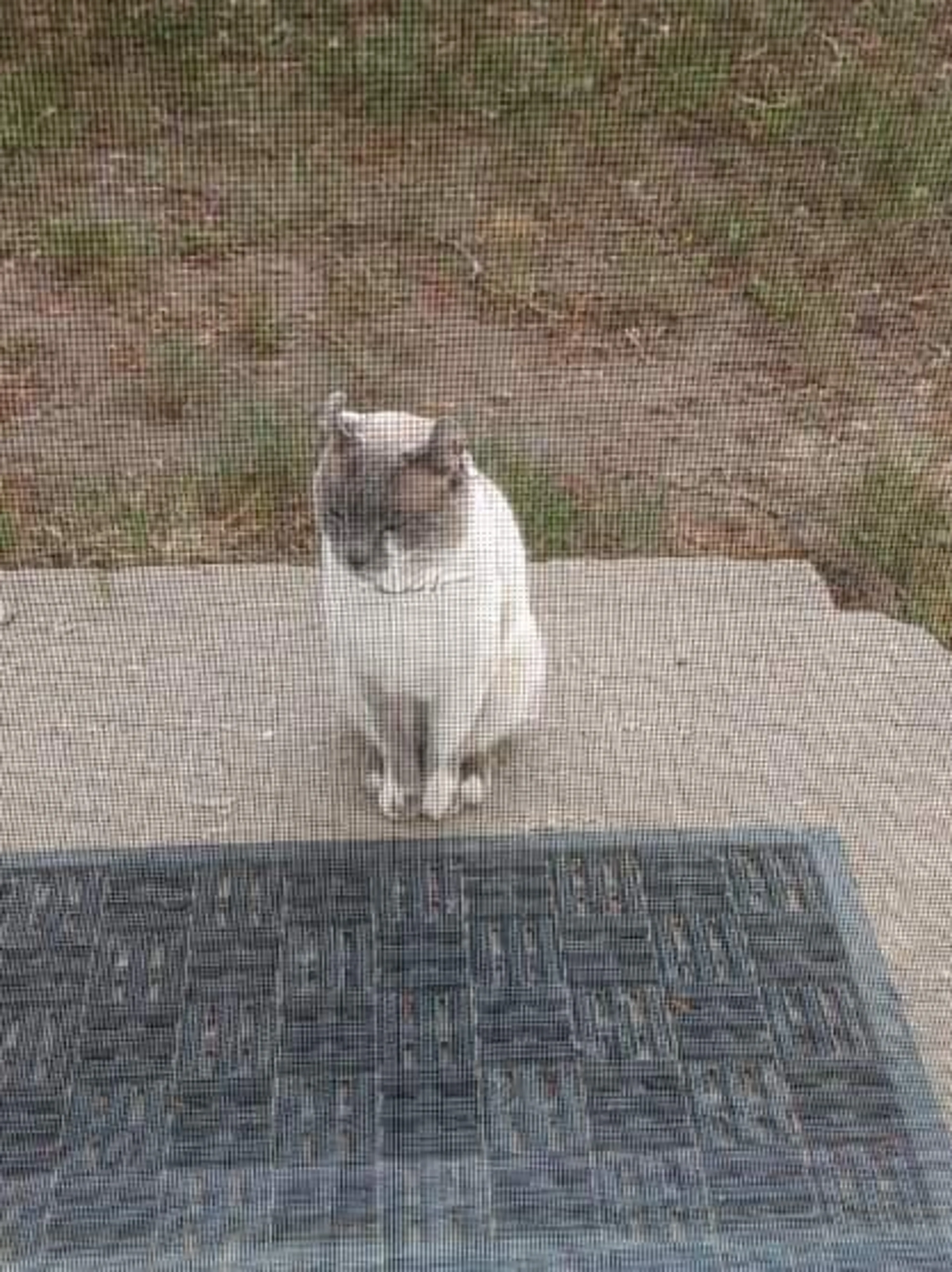 Found pet