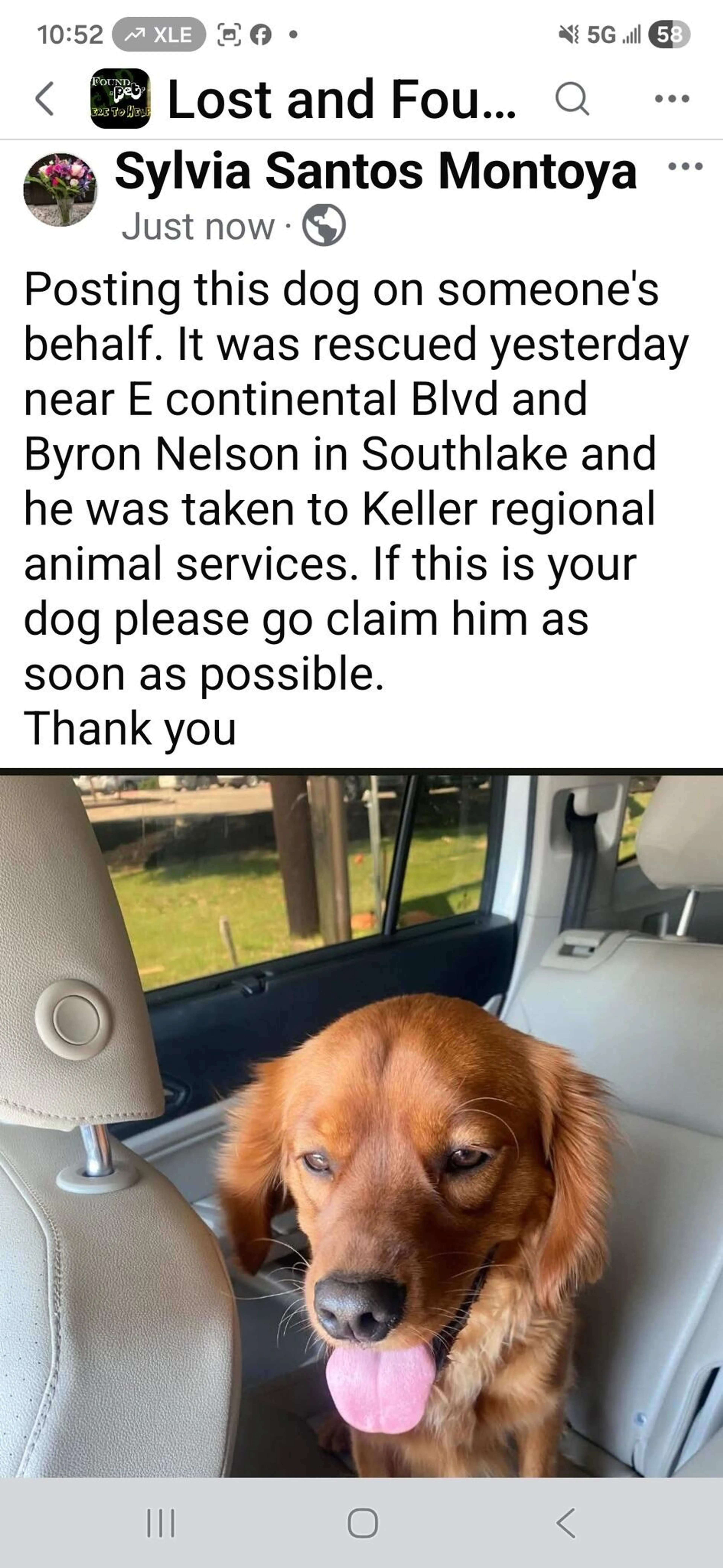 Found pet