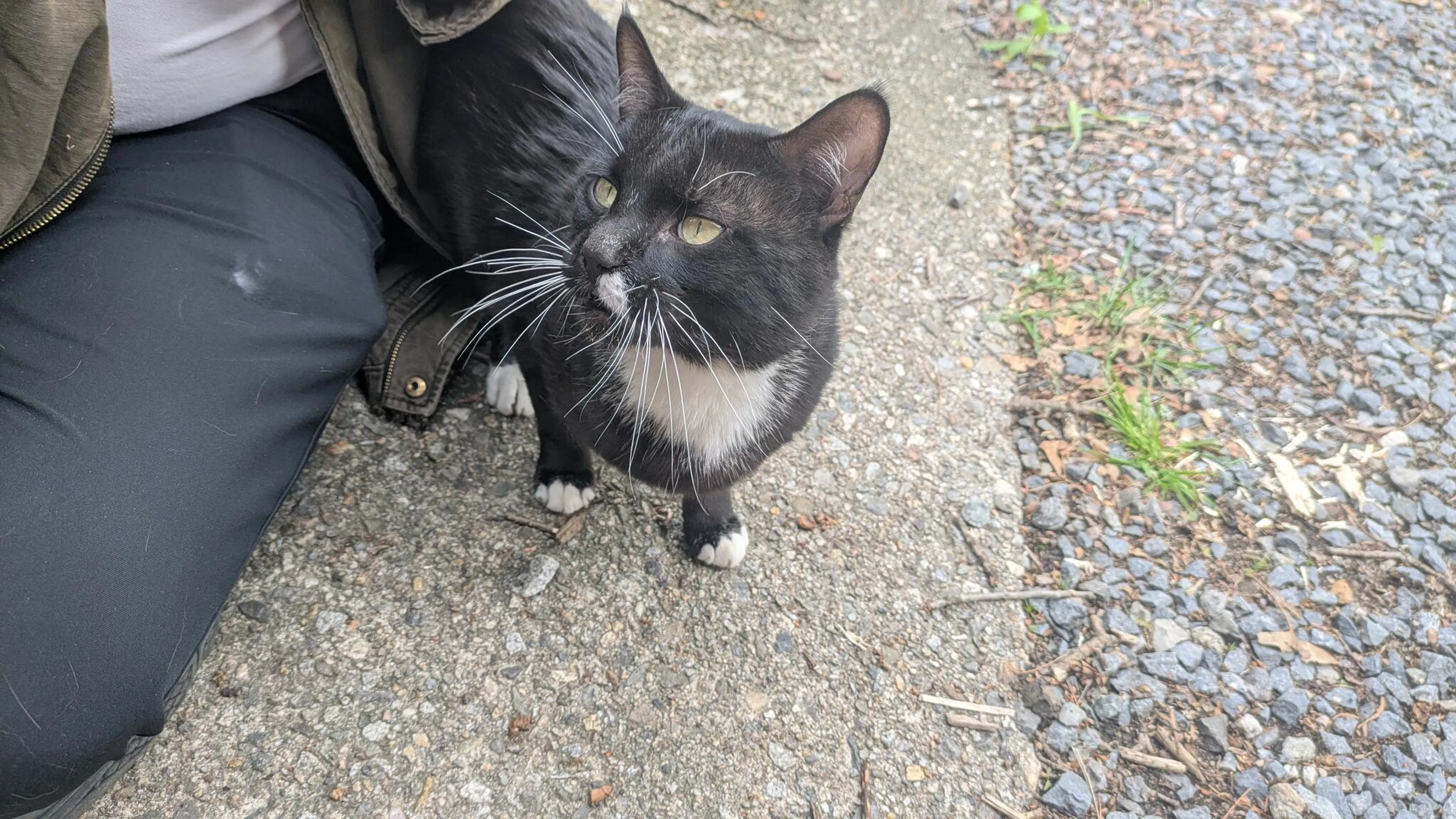 Found pet