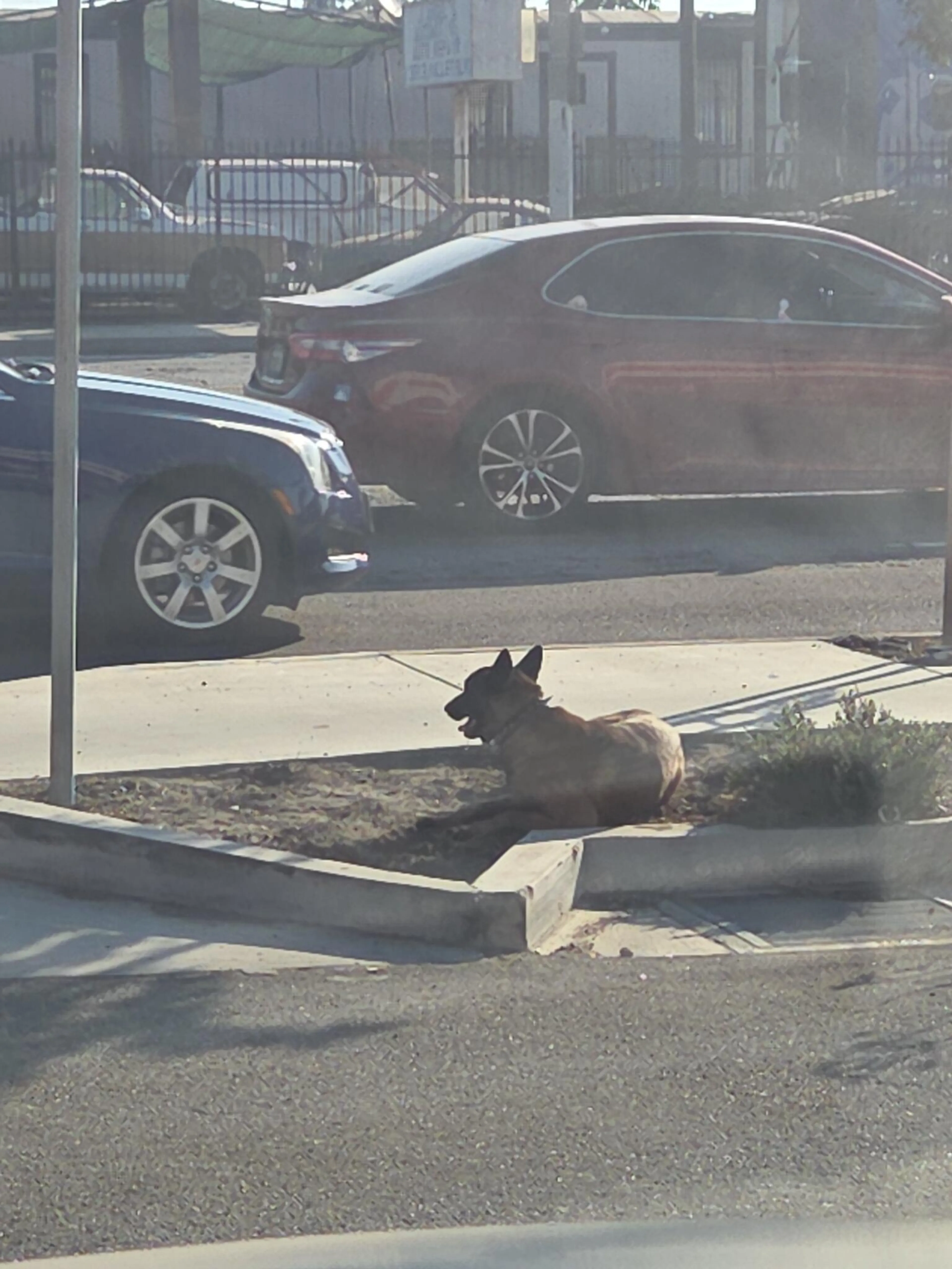Found pet