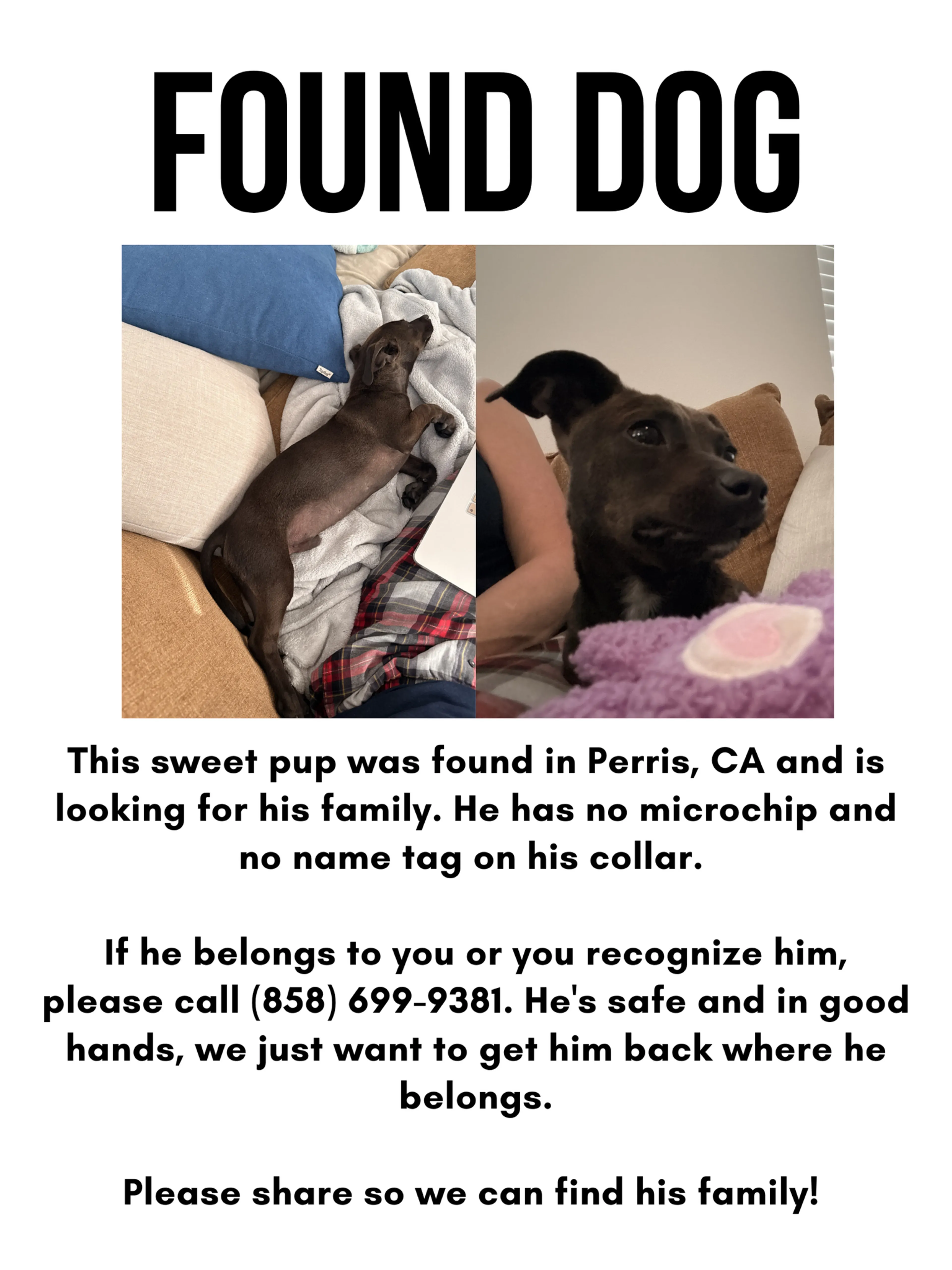 Found pet