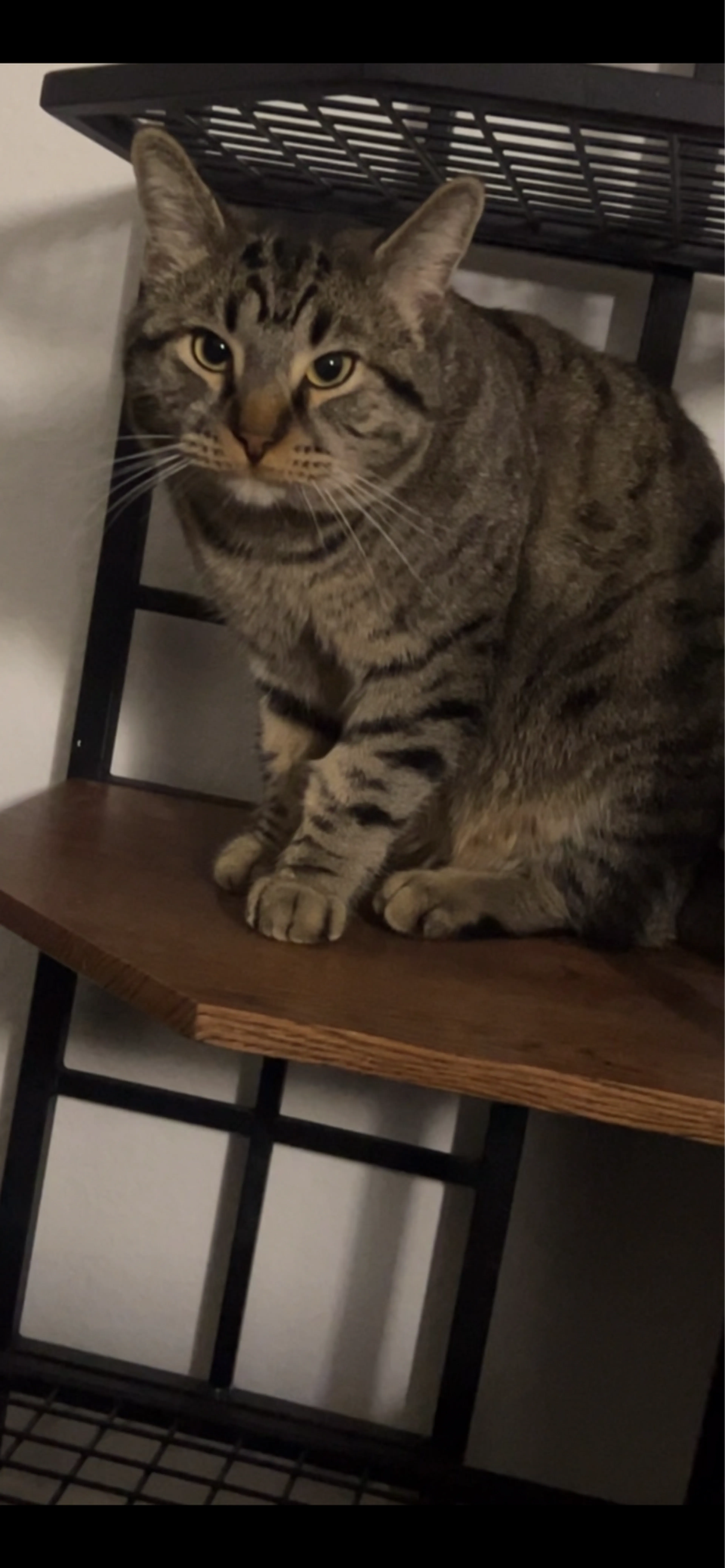 Lost pet