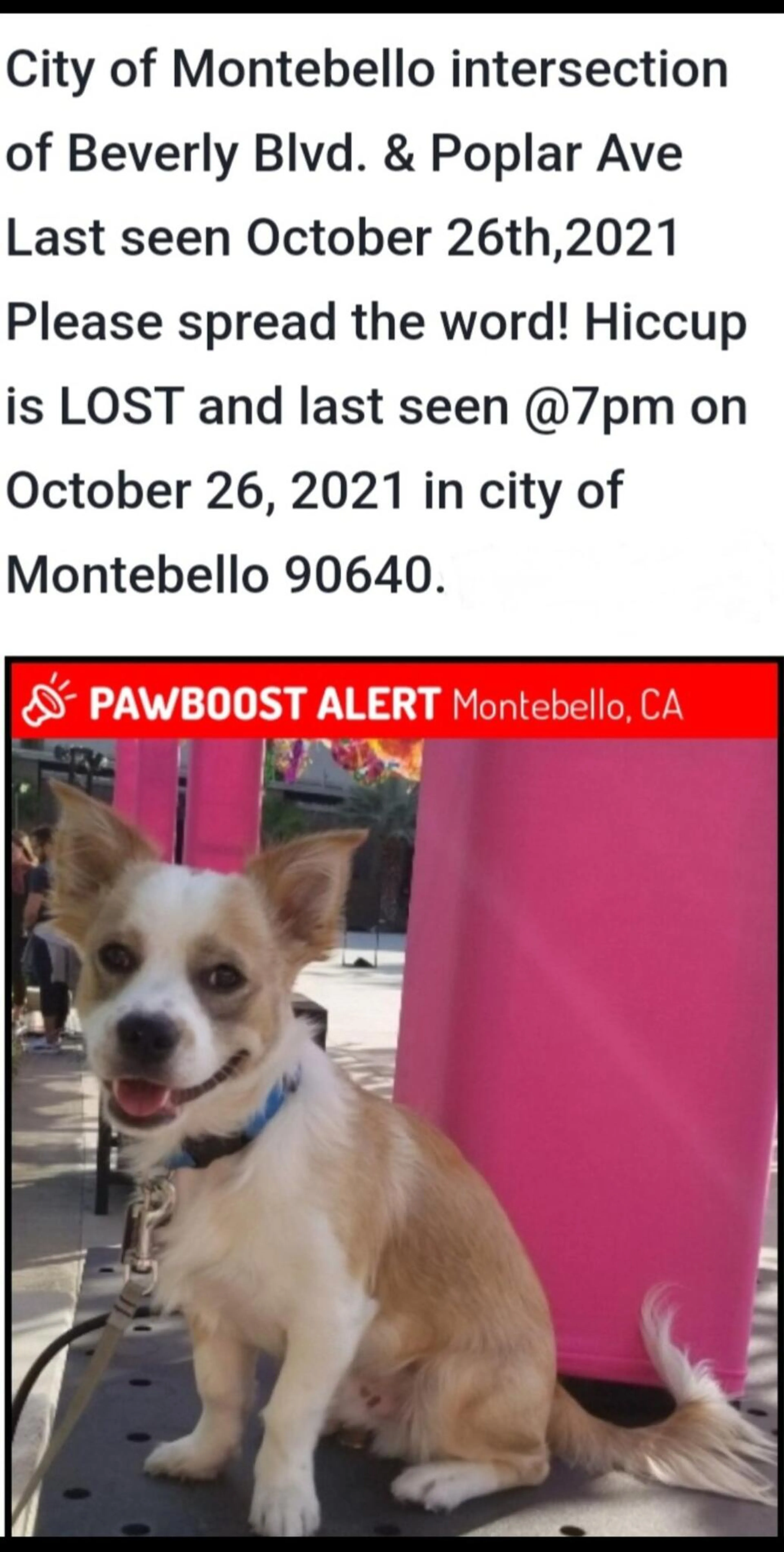 Lost pet