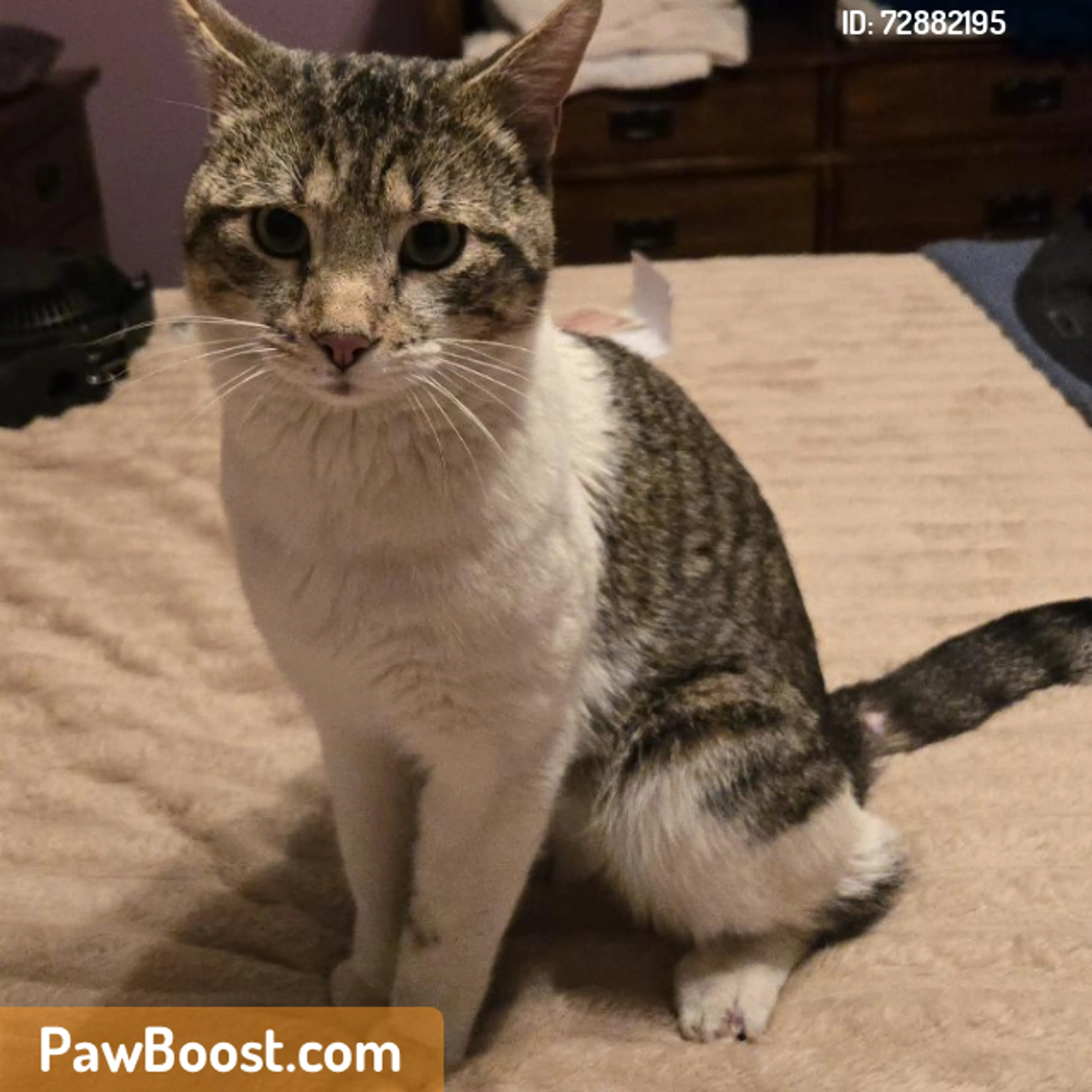 Found pet