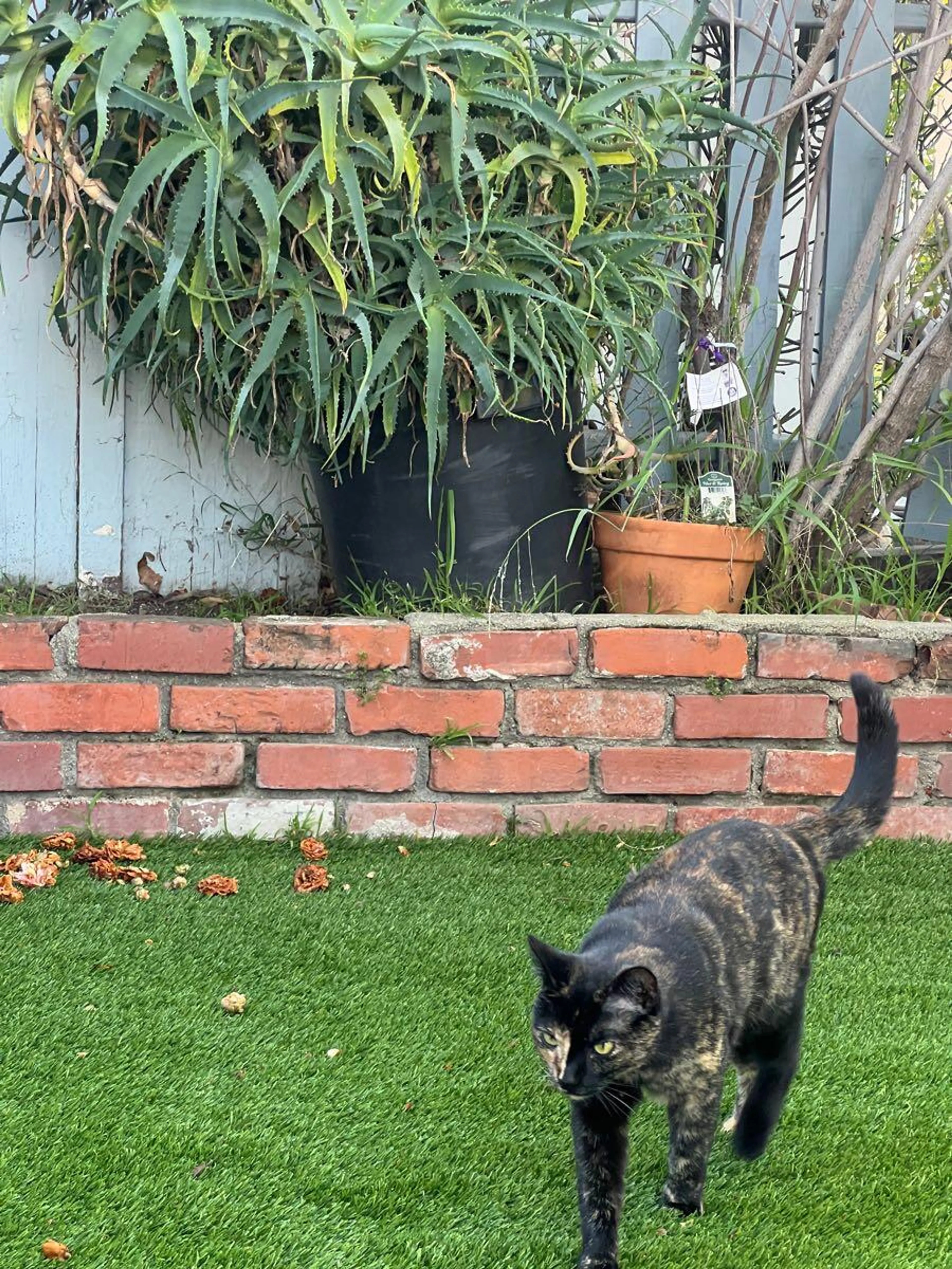 cdn image