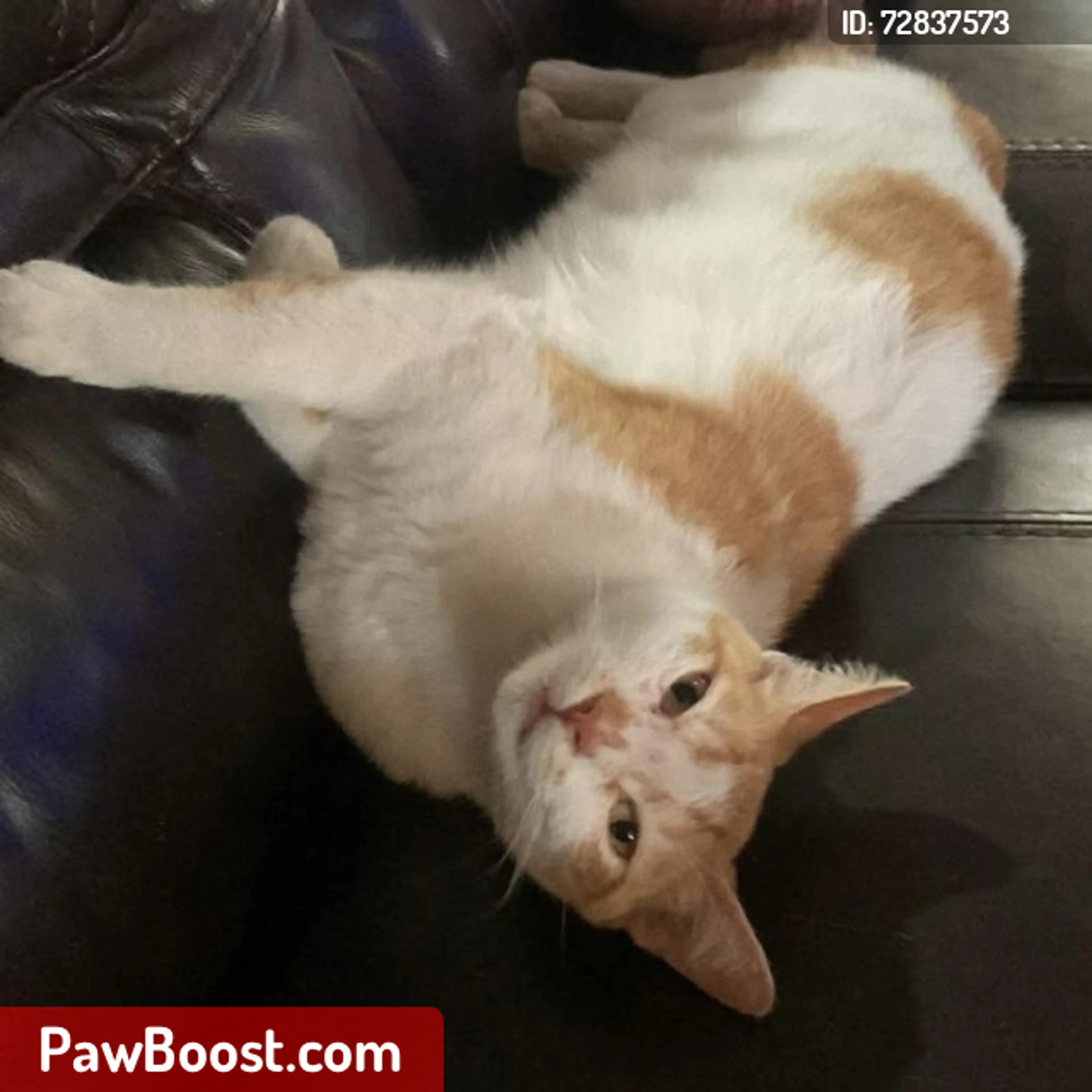 Lost pet