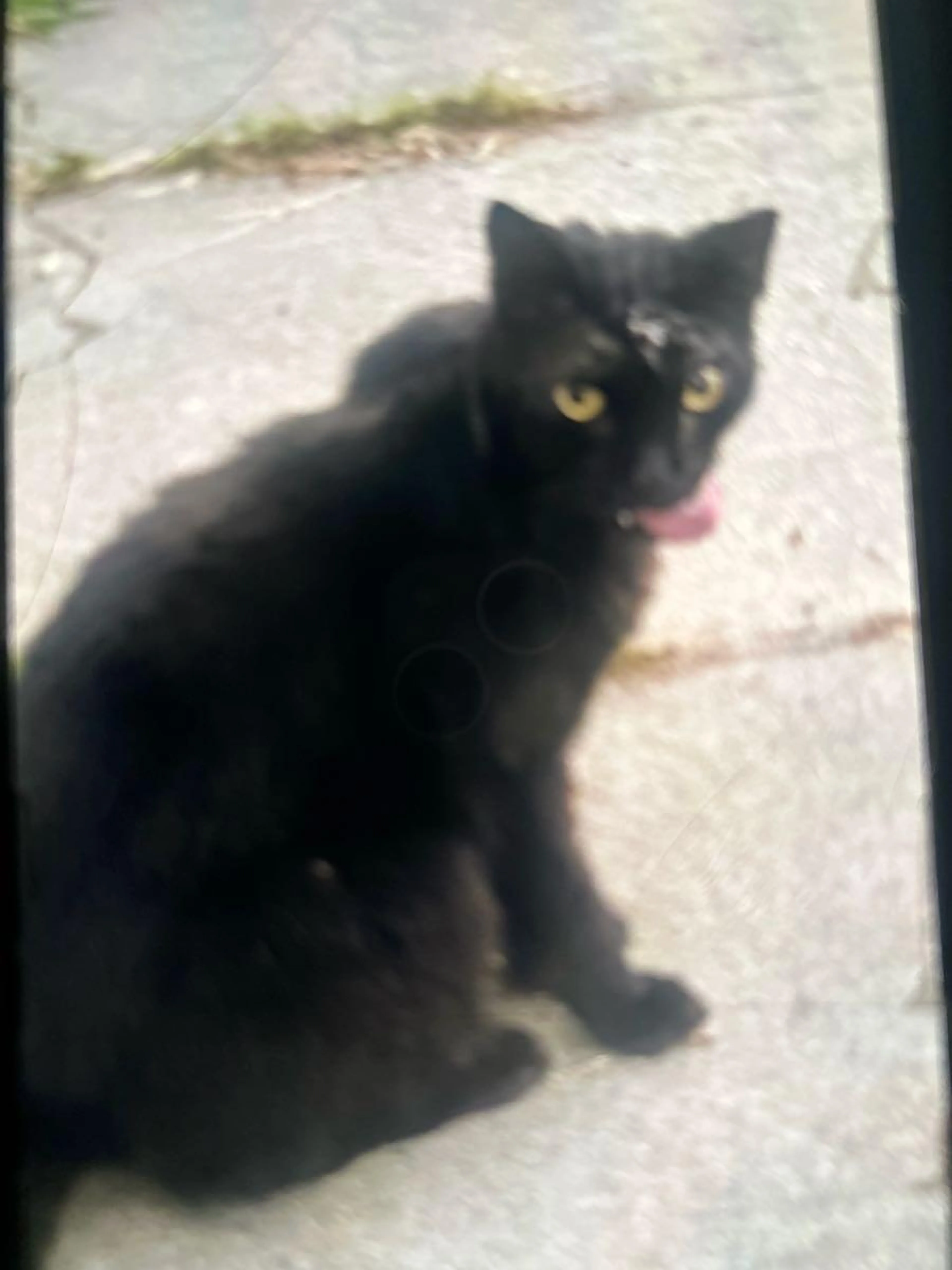 Lost pet