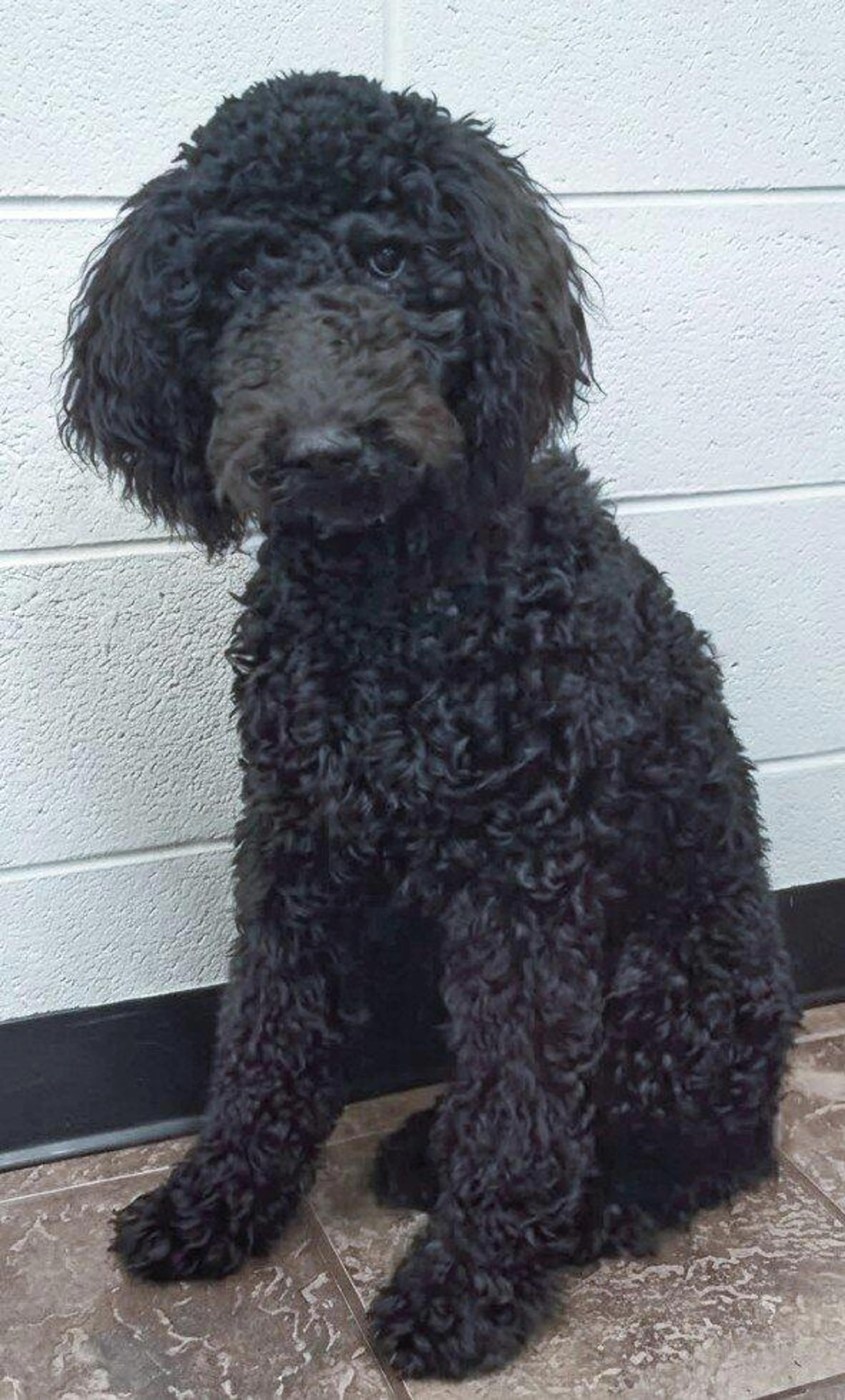 cdn image