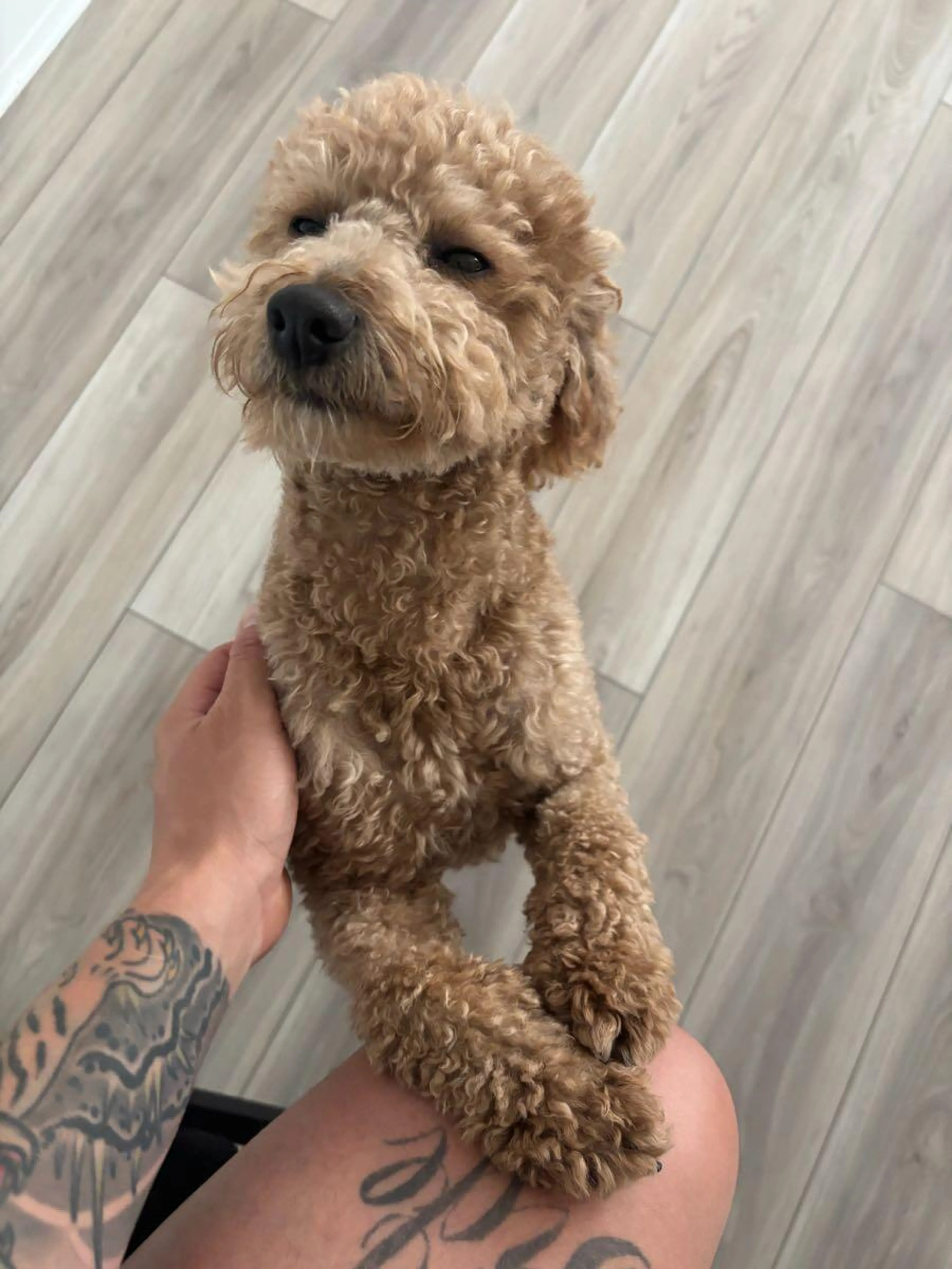 Lost pet