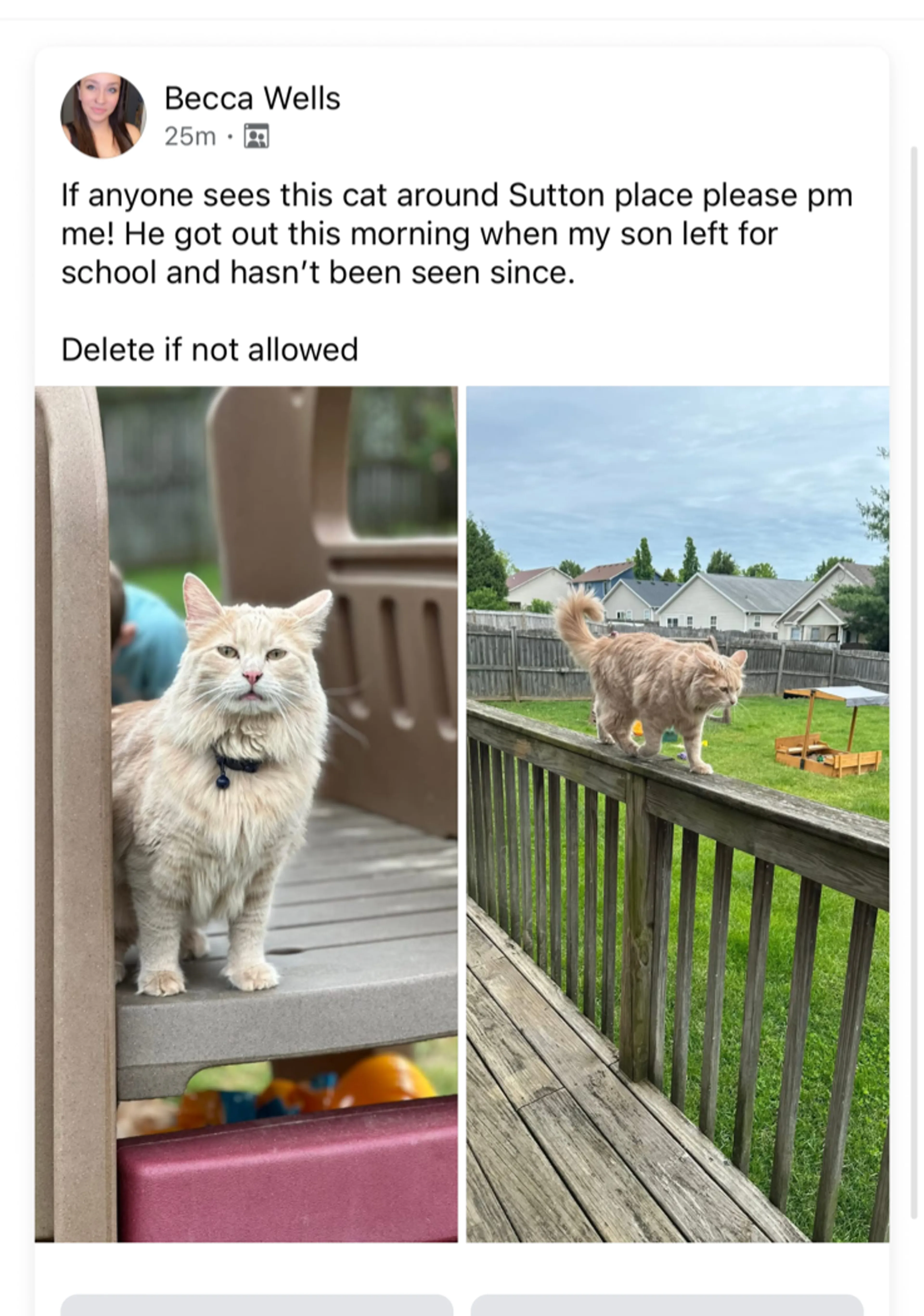 Lost pet