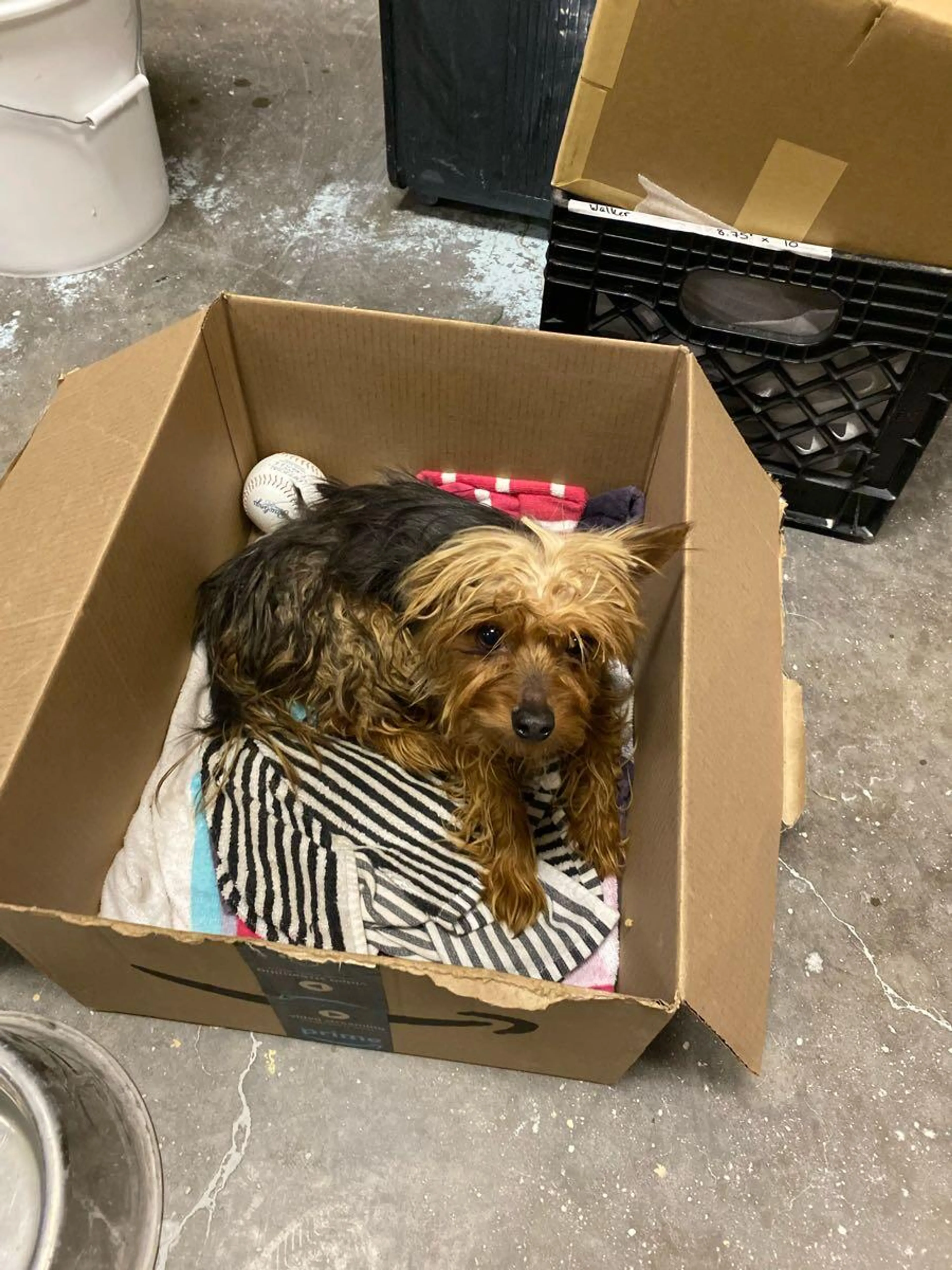 Found pet