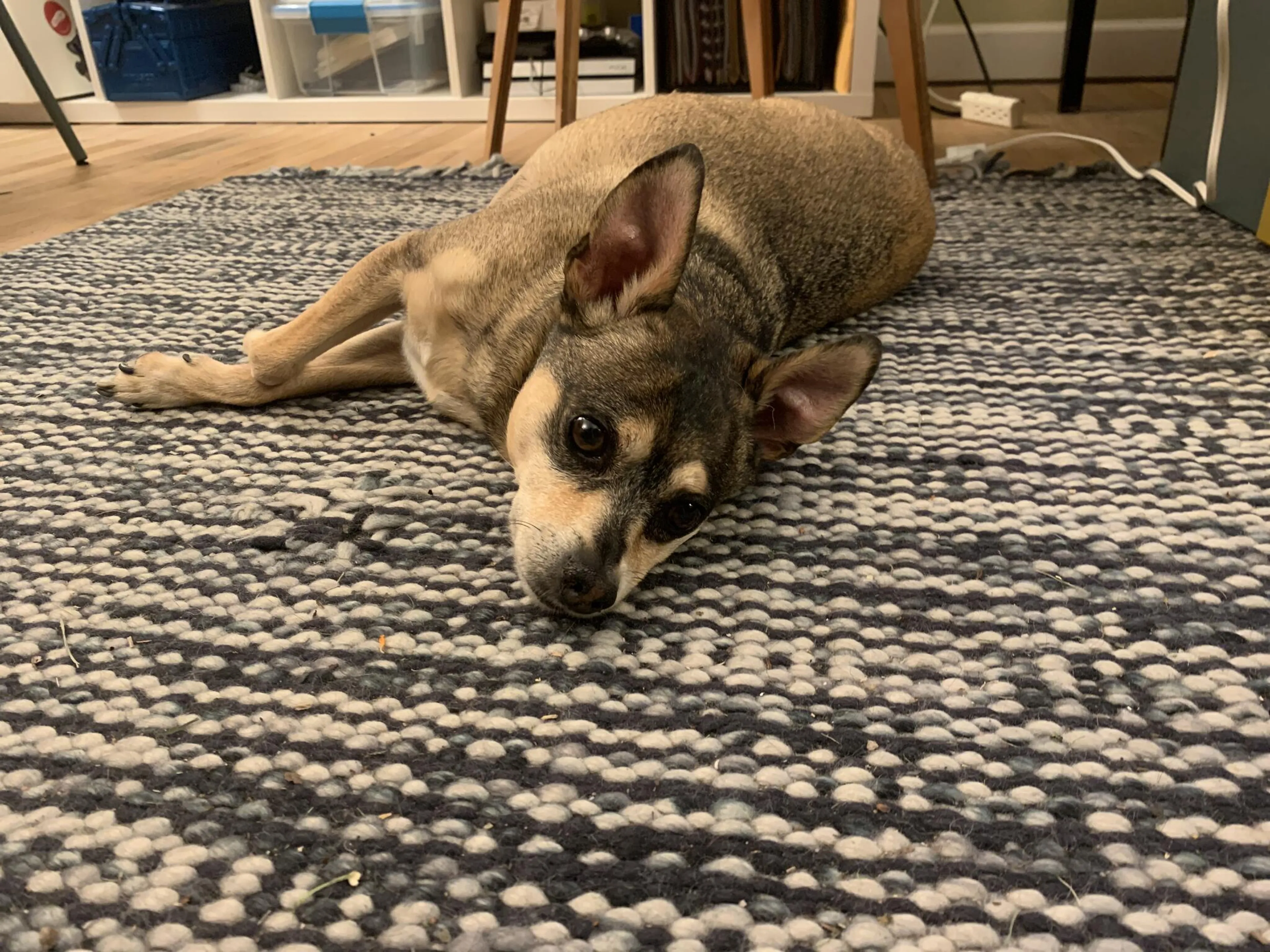 Found pet