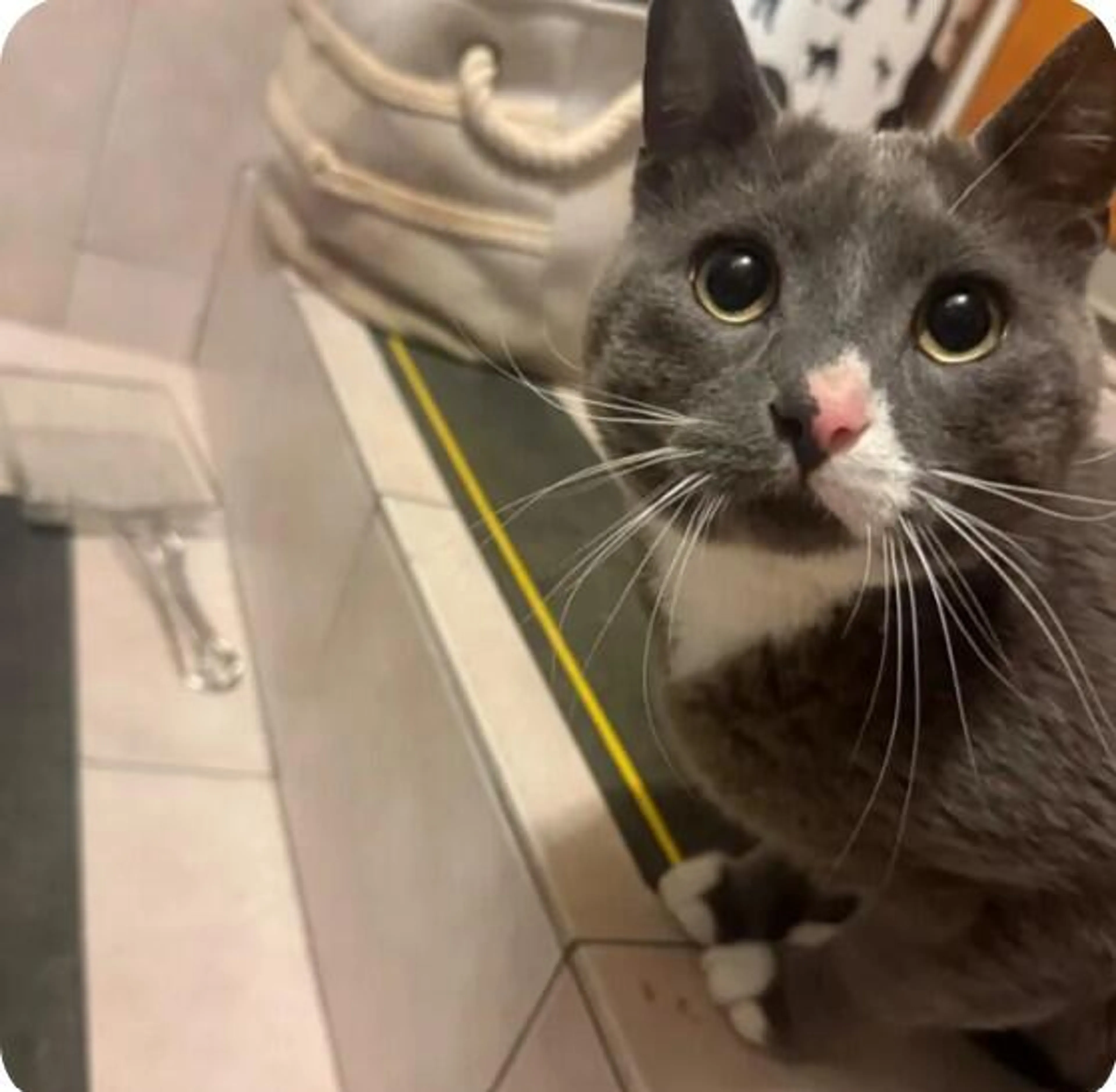 Found pet
