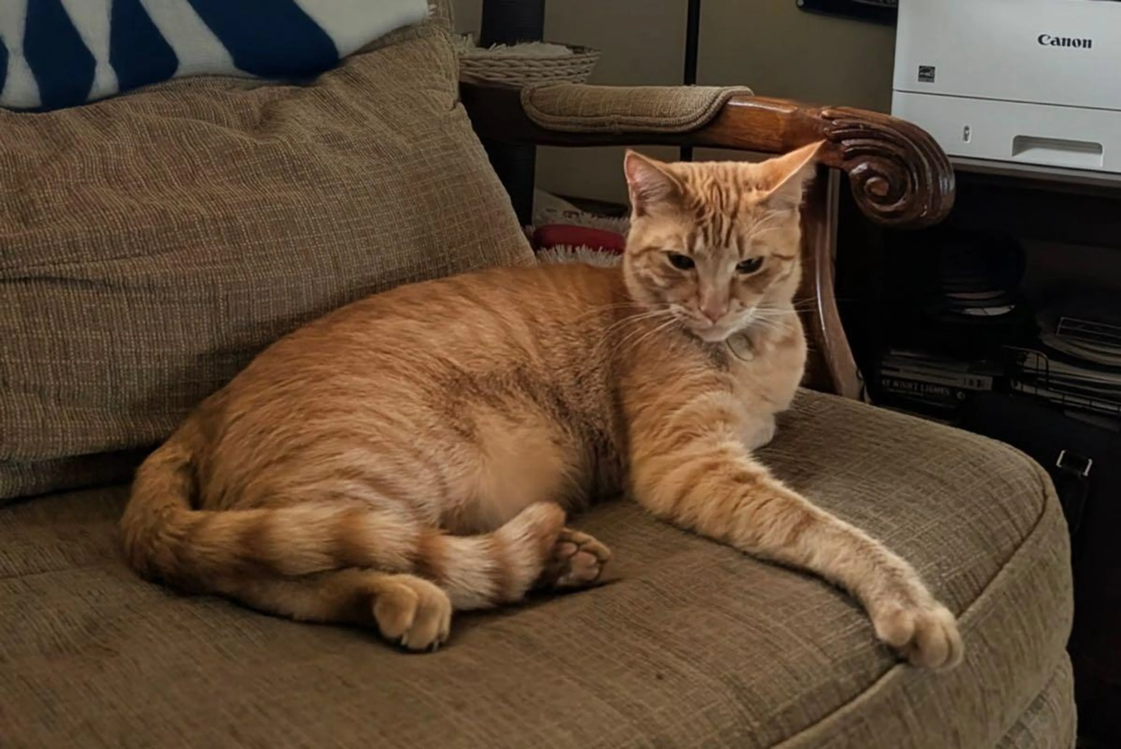 Lost pet
