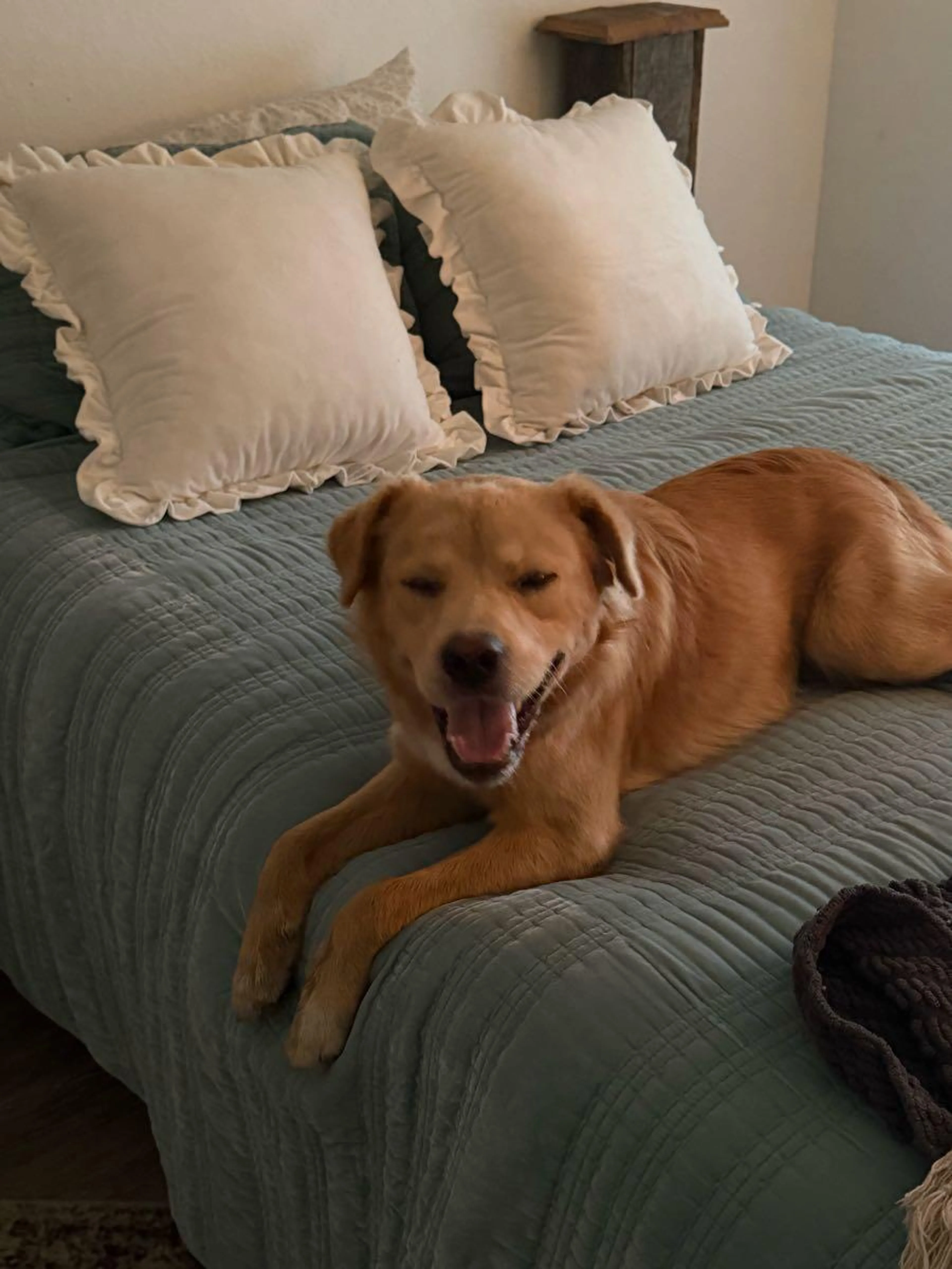 Found pet