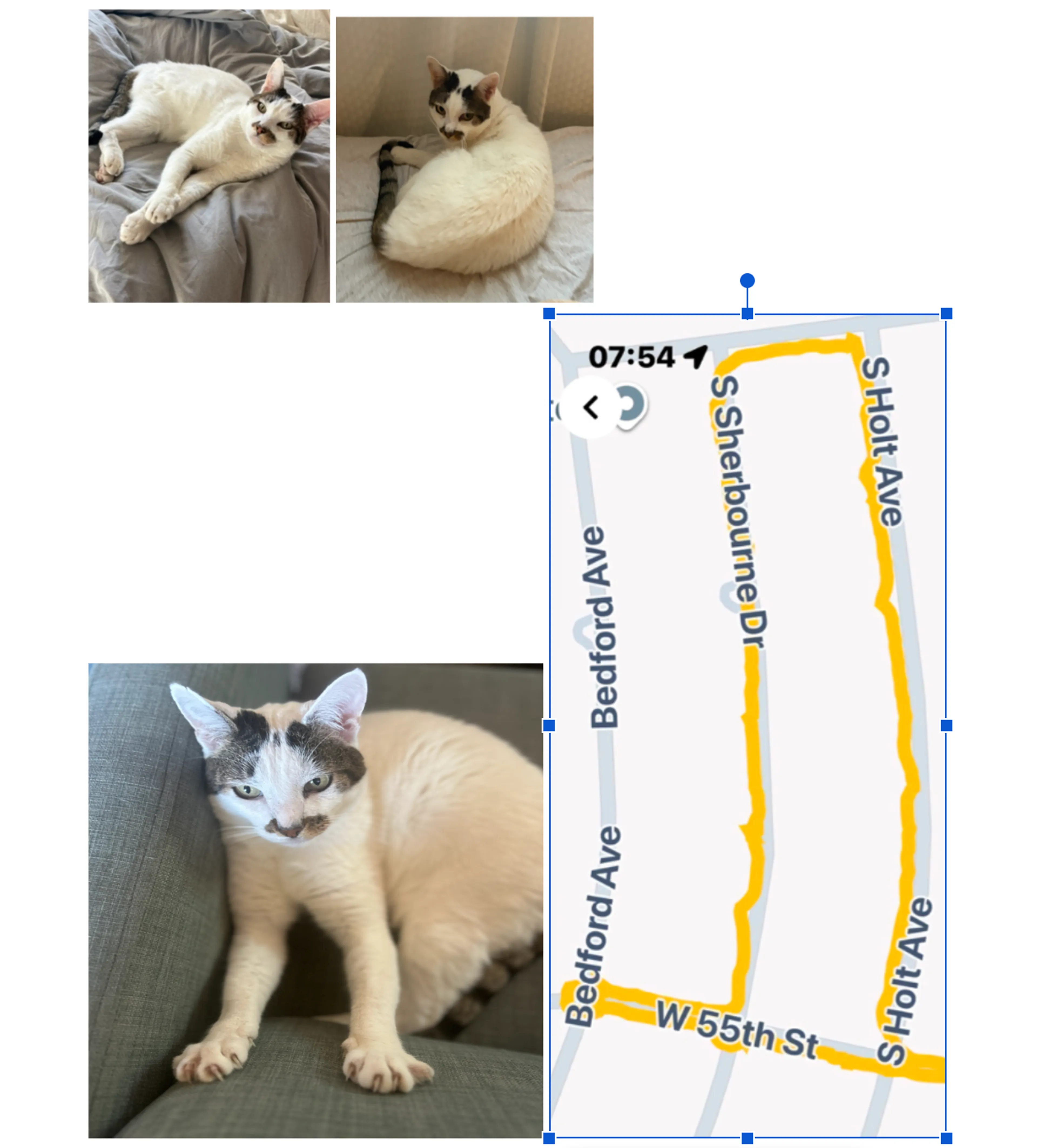 Lost pet