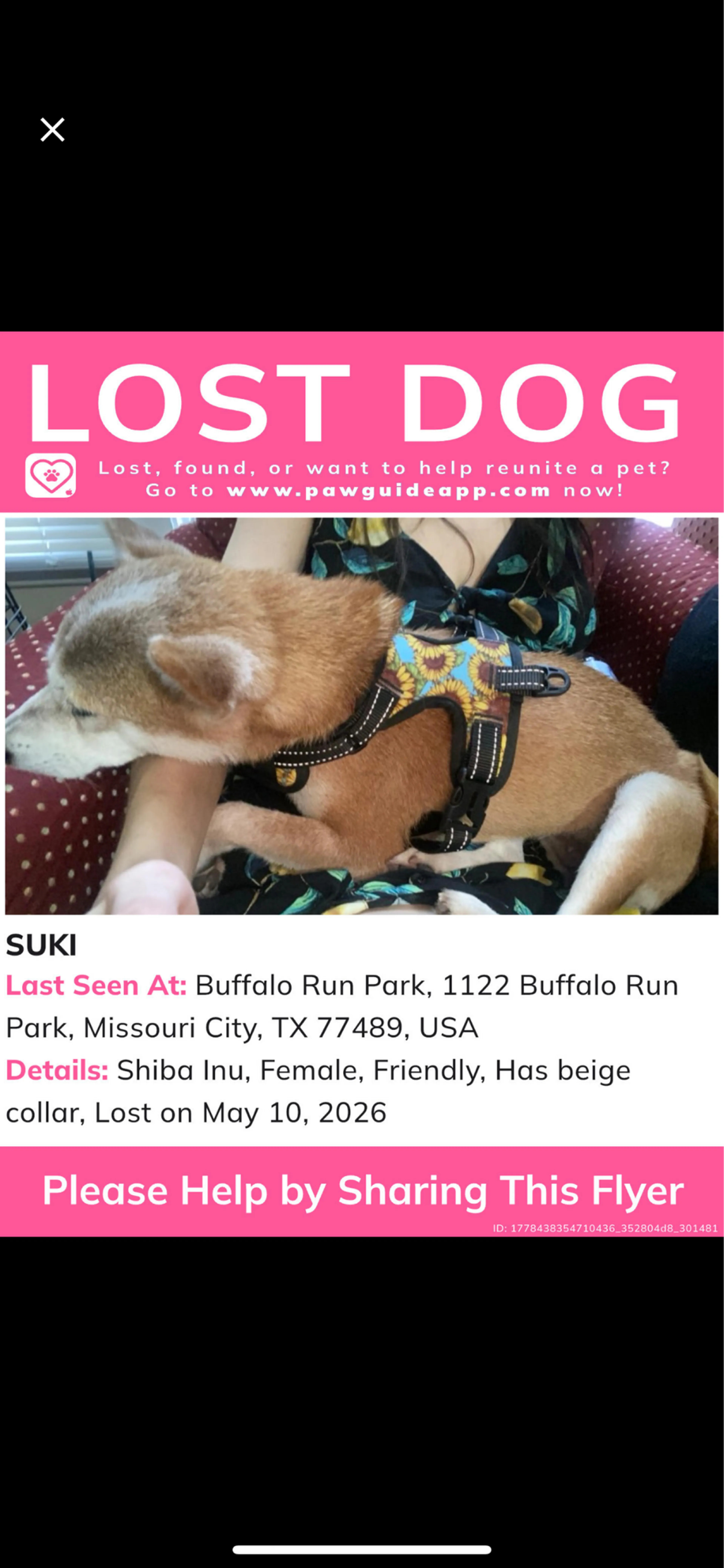 Lost pet
