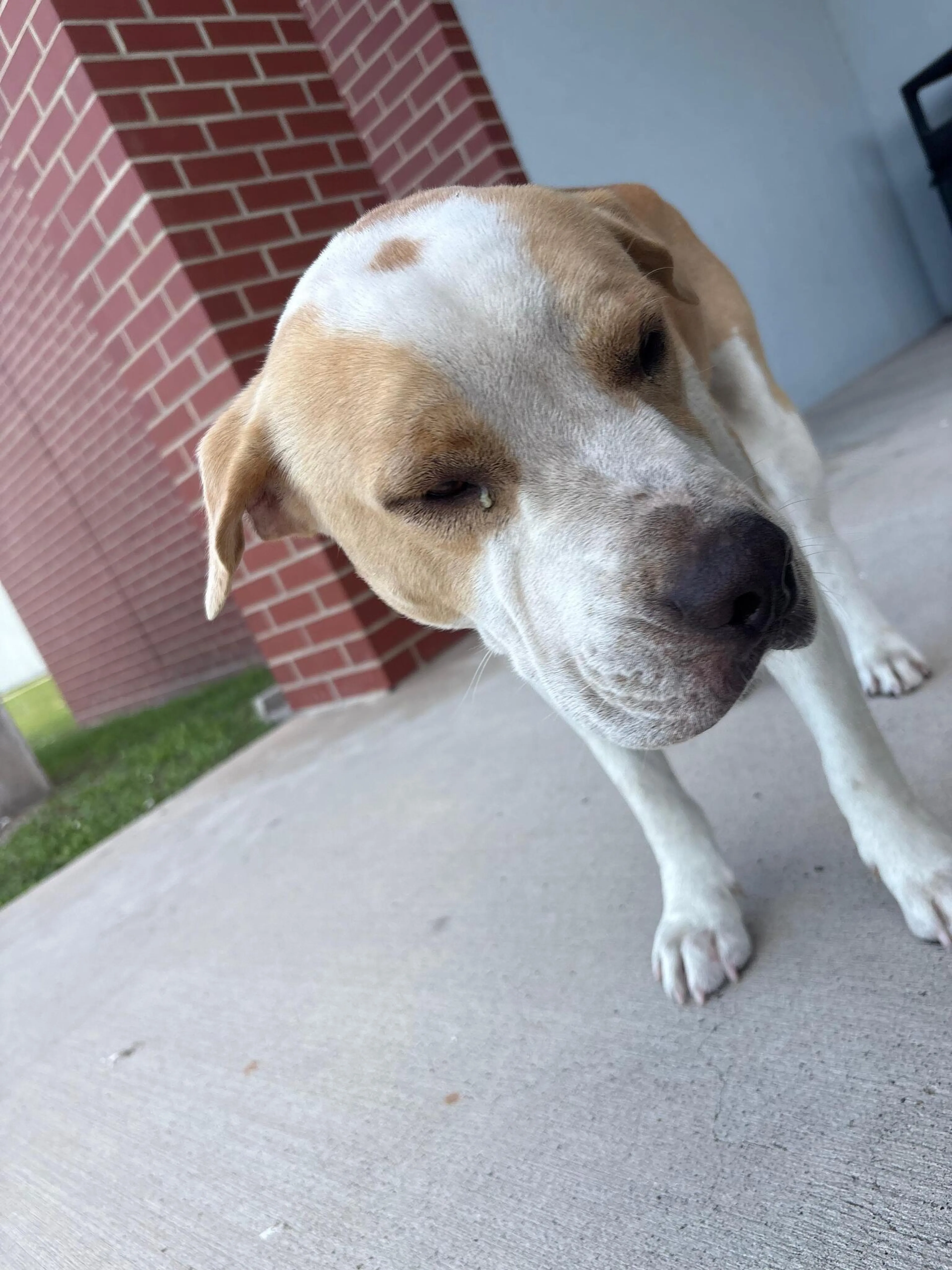Found pet