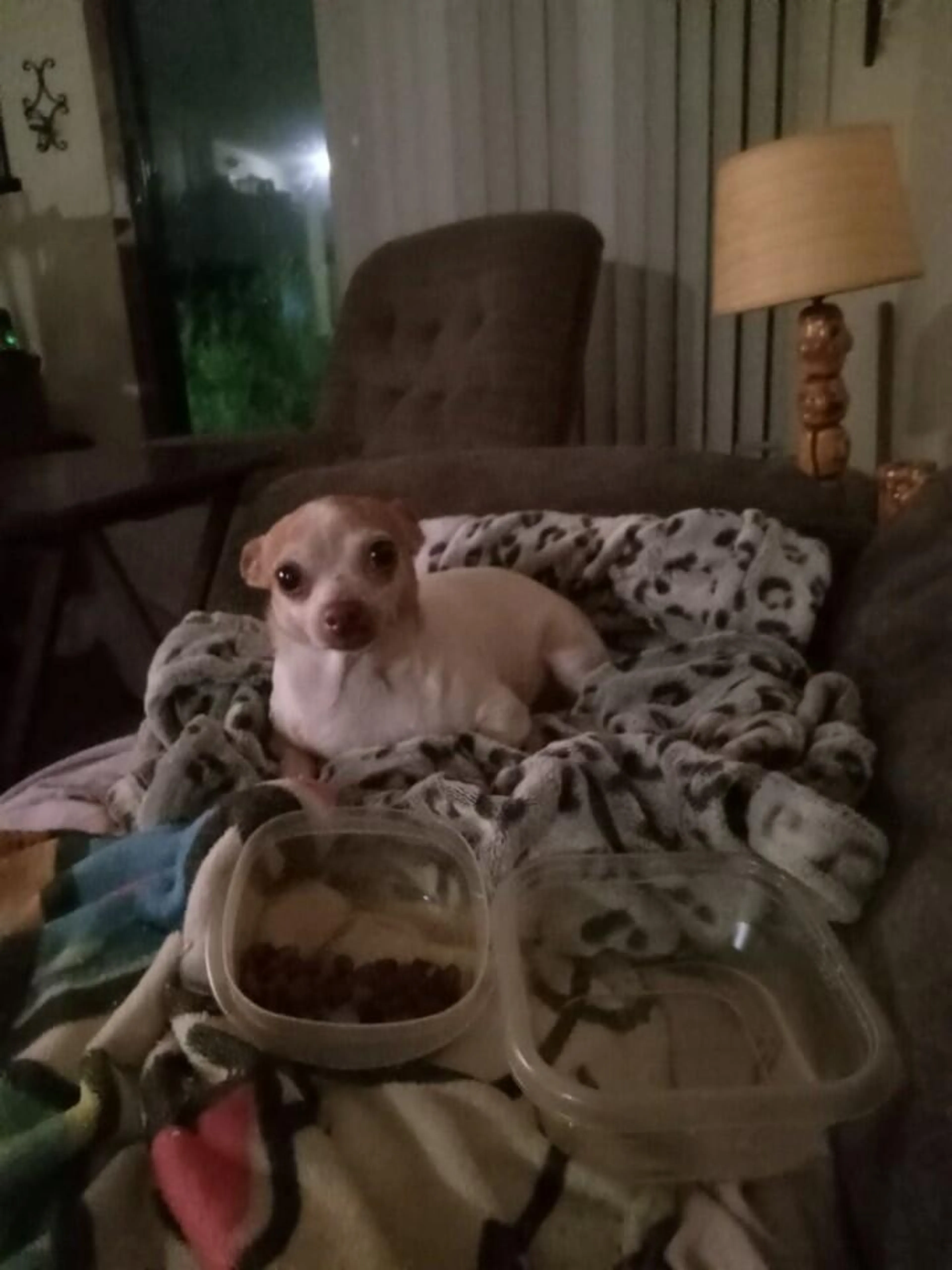 Found pet