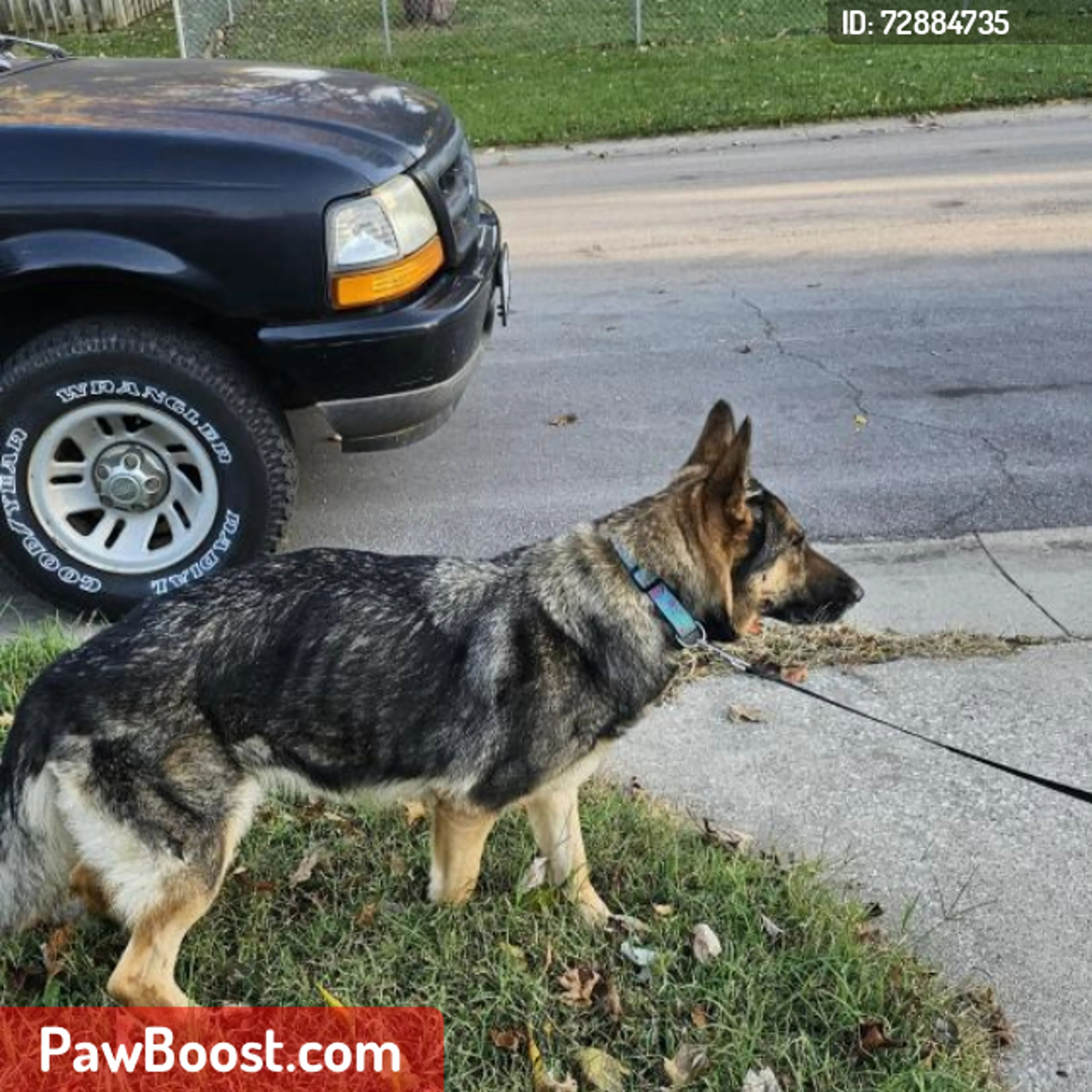 Lost pet