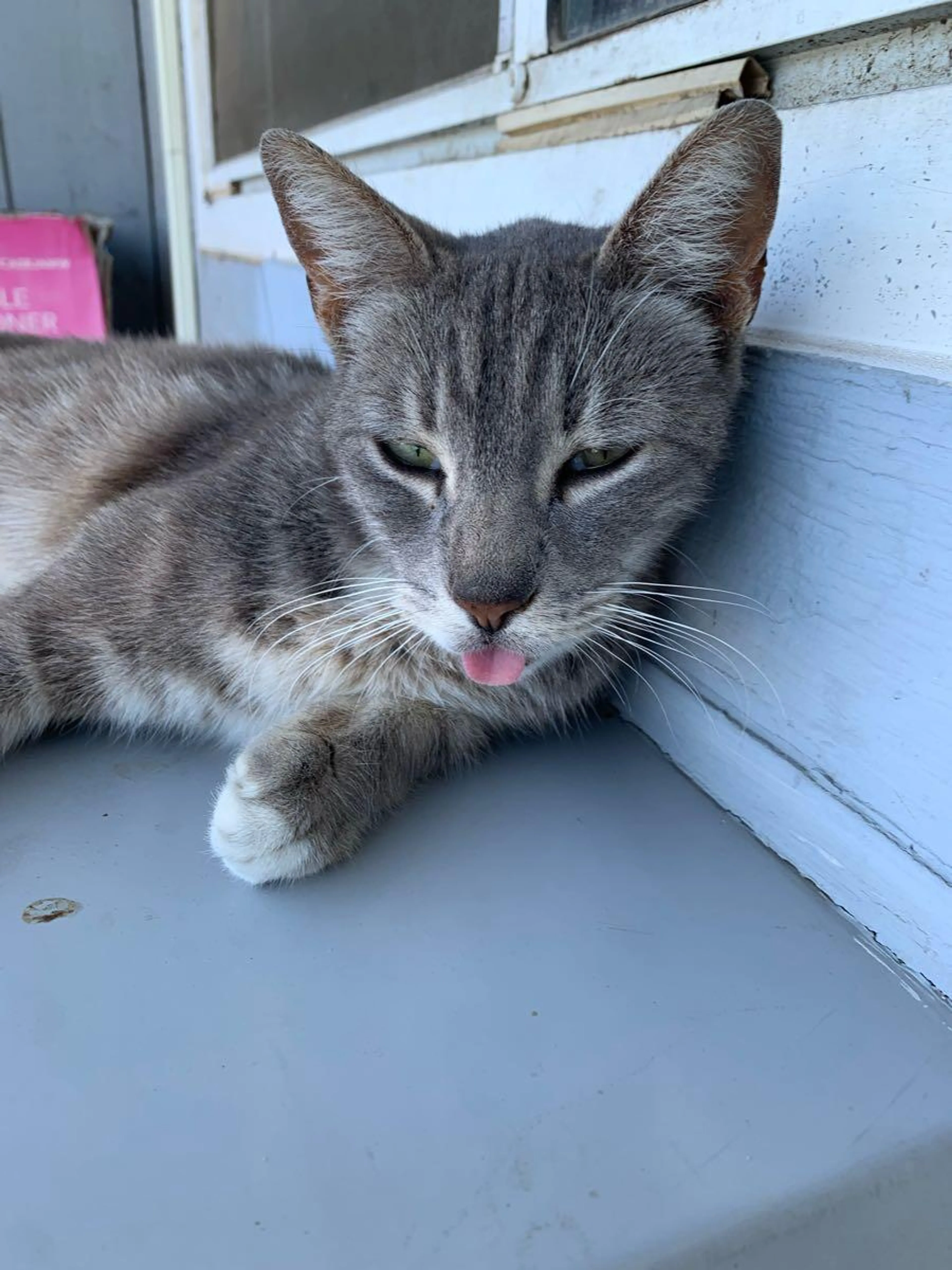 Lost pet