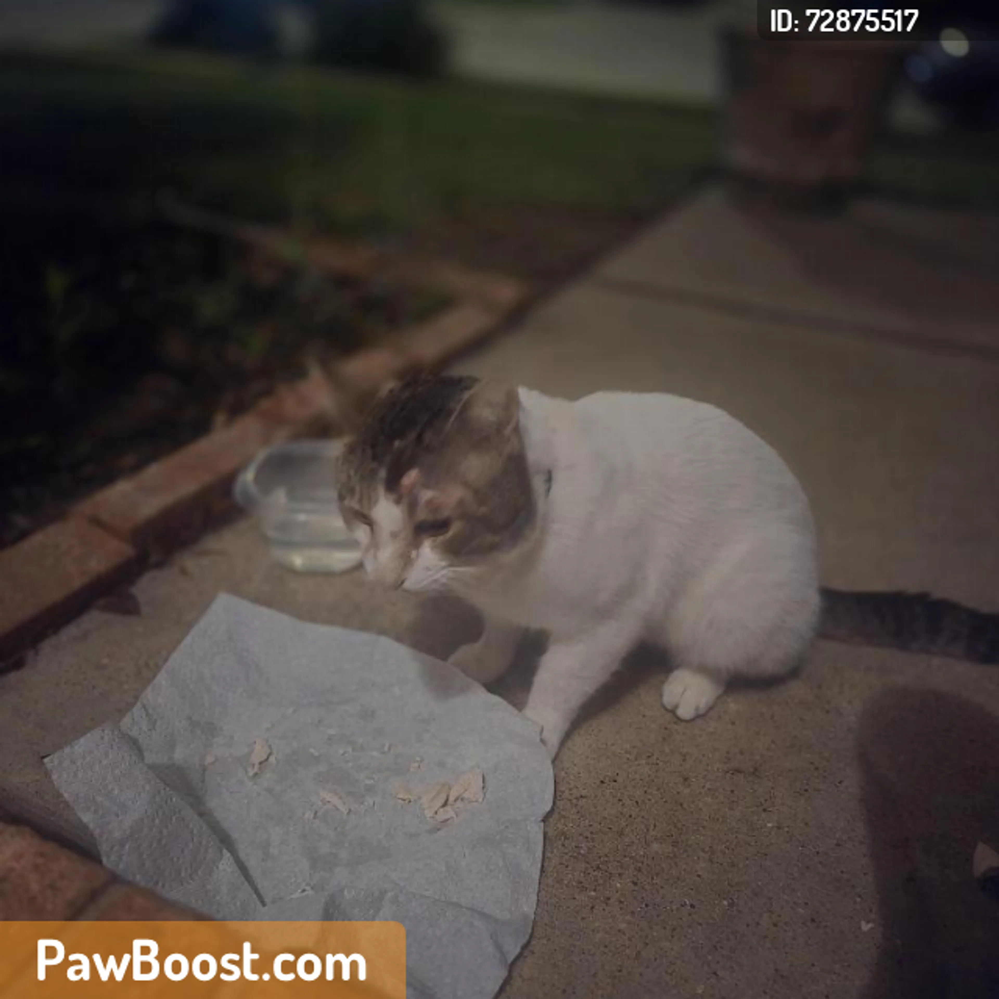Found pet