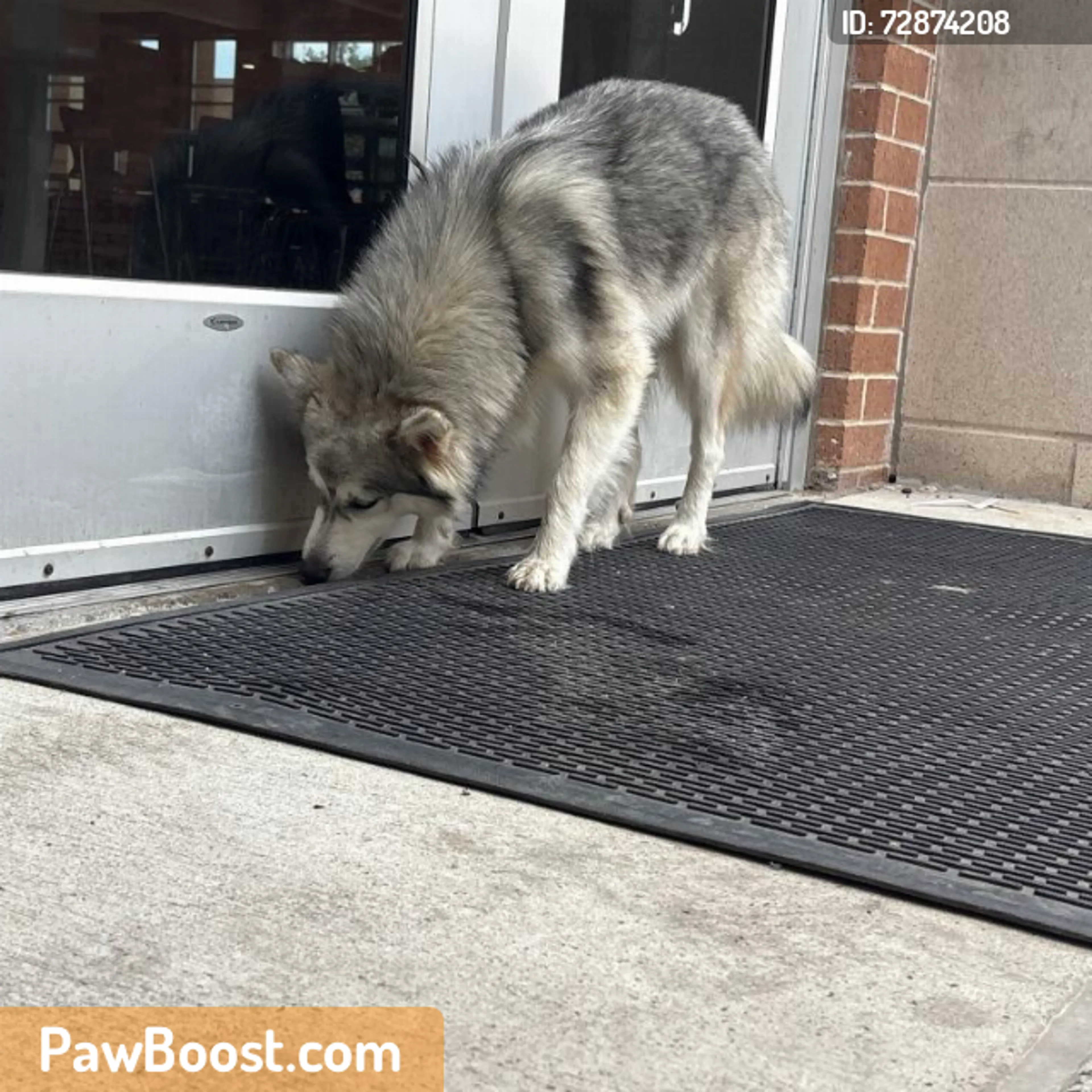 Found pet