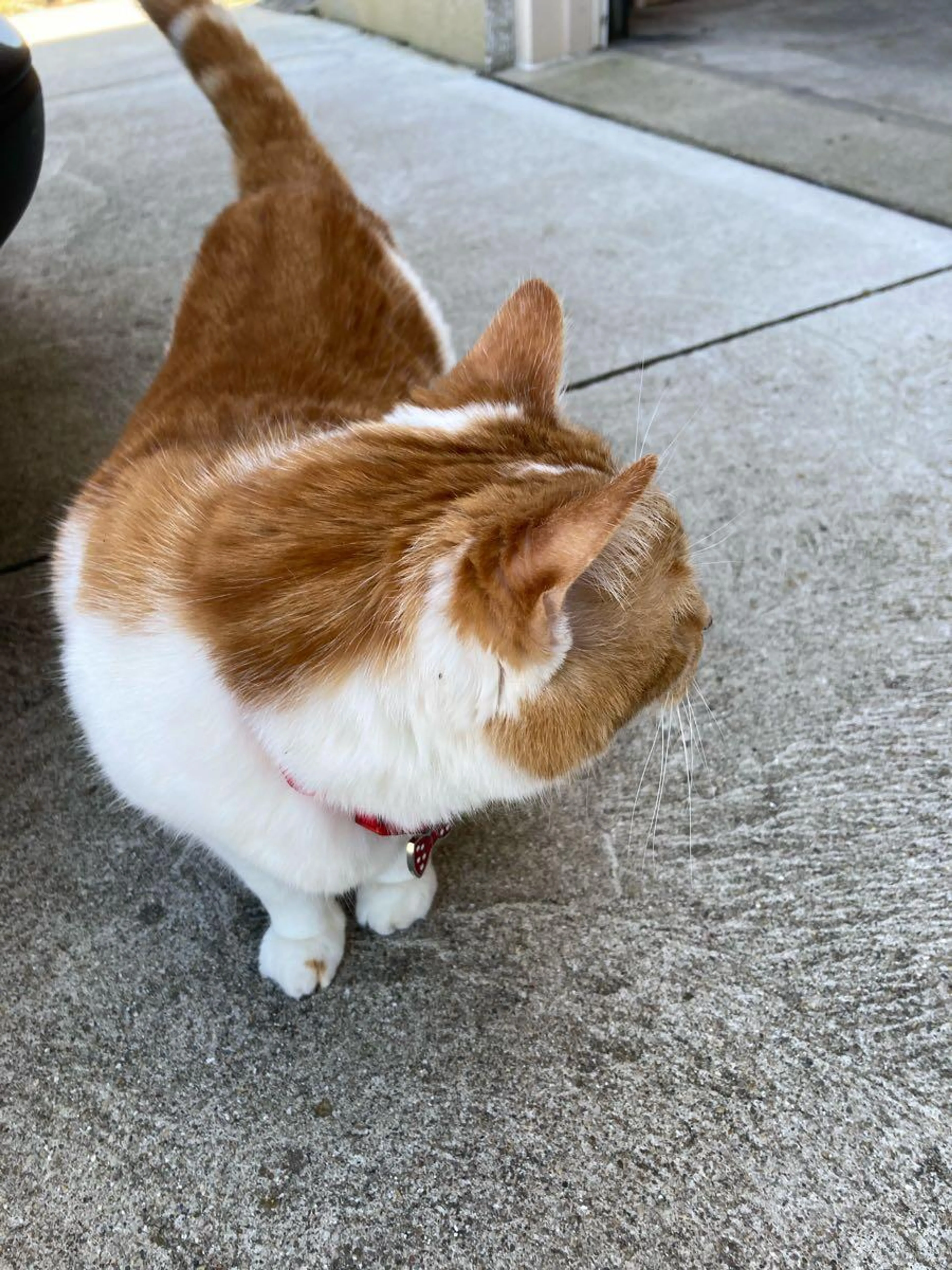Found pet