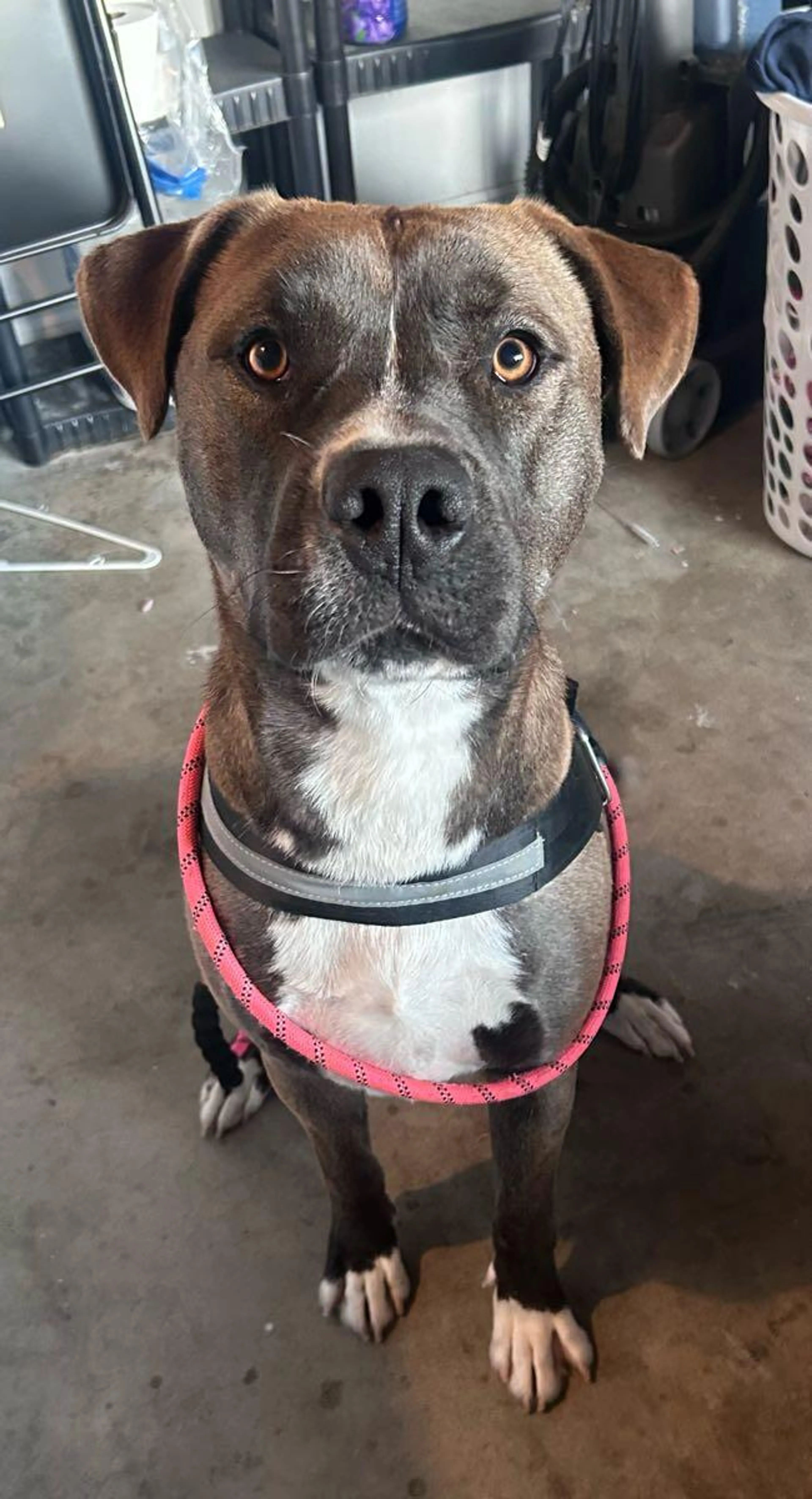 Found pet