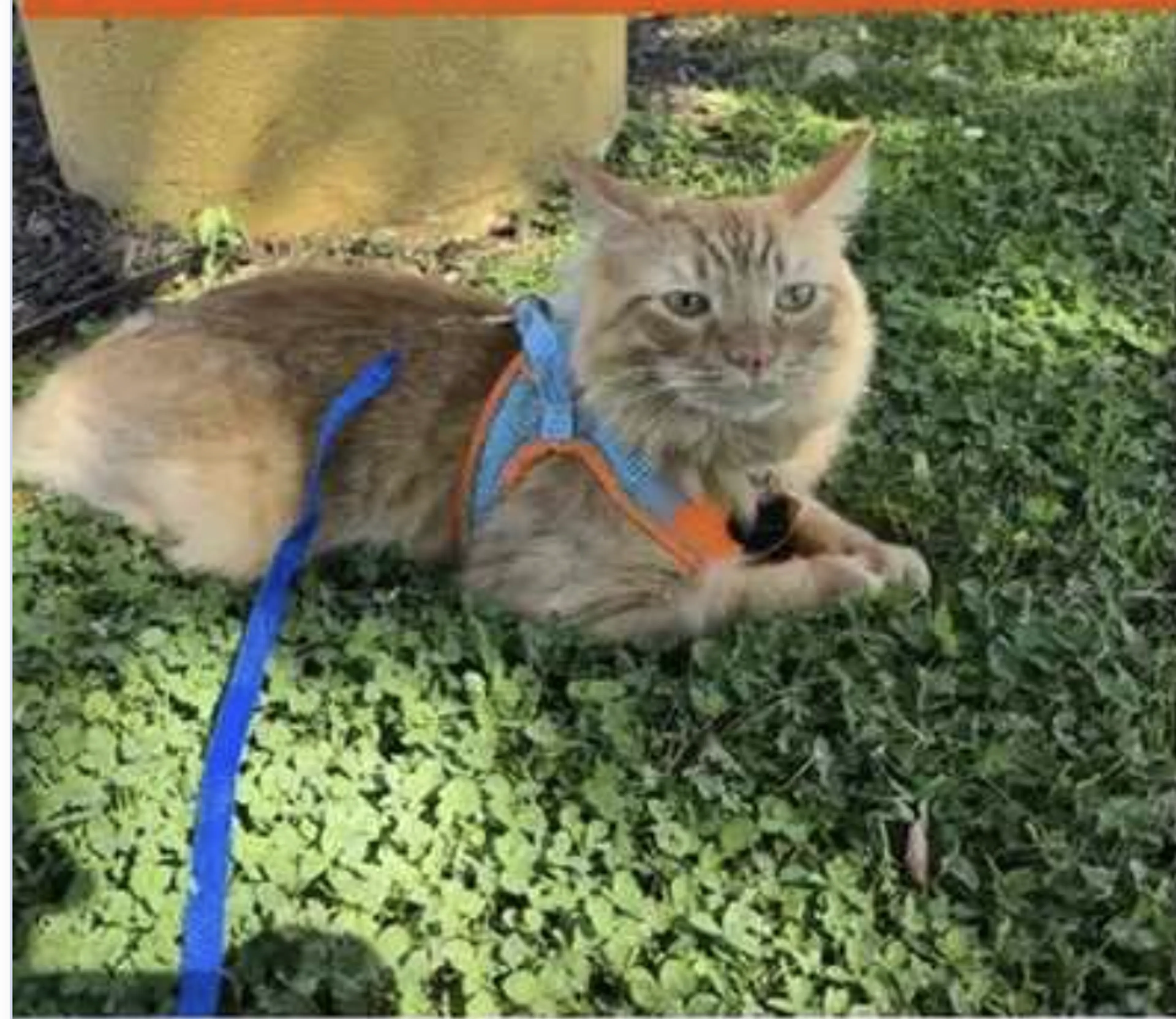 Lost pet