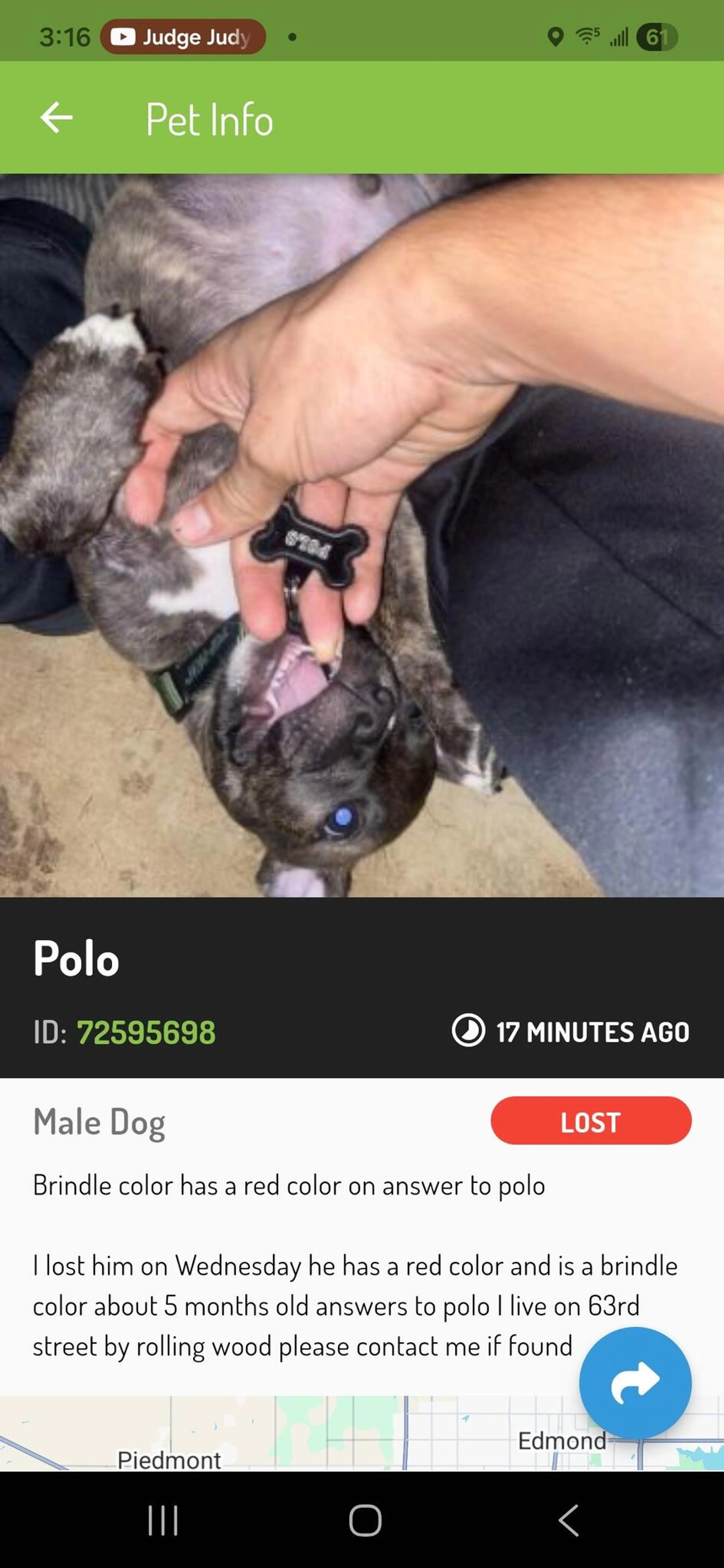 Lost pet