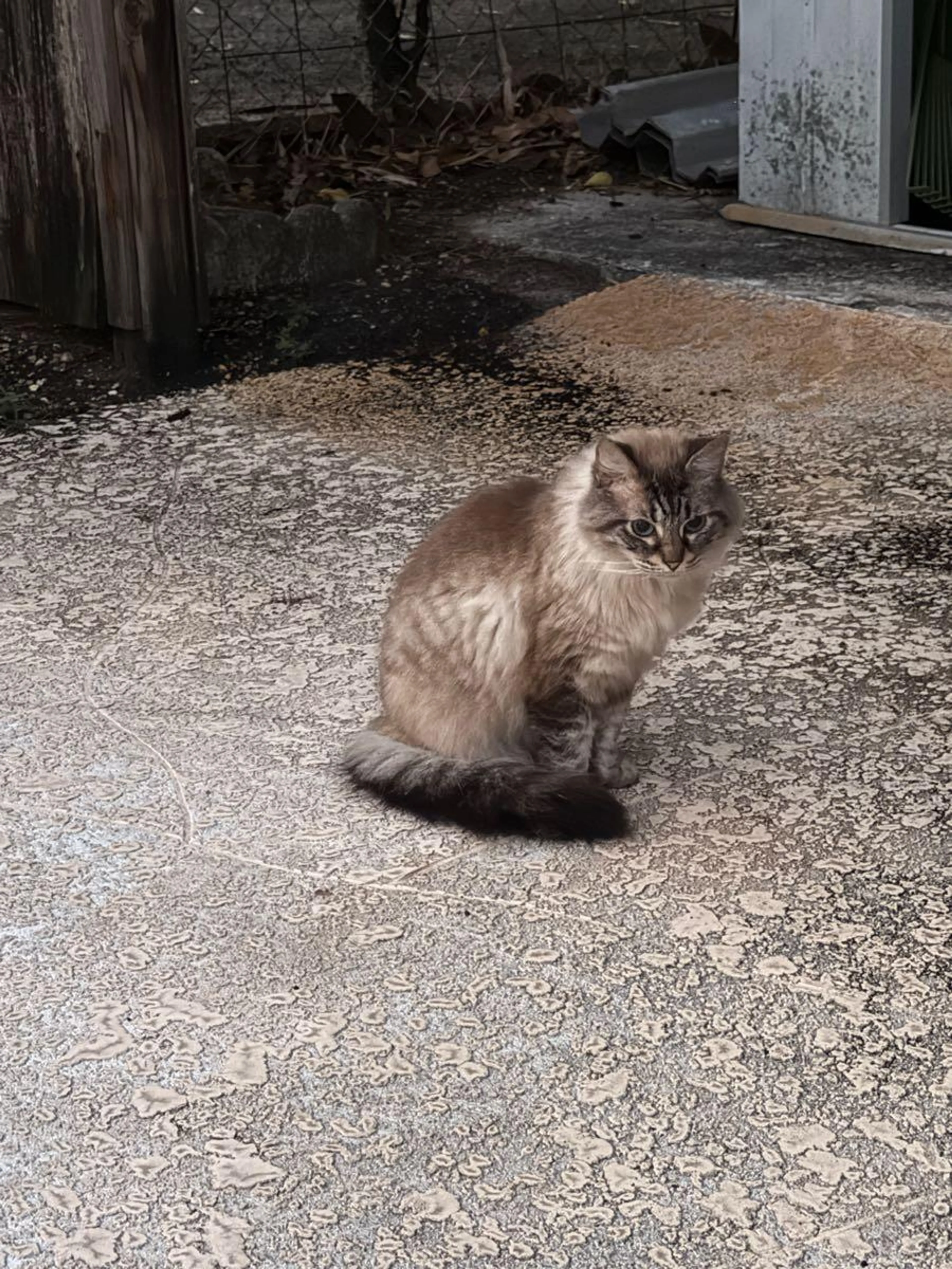 Found pet