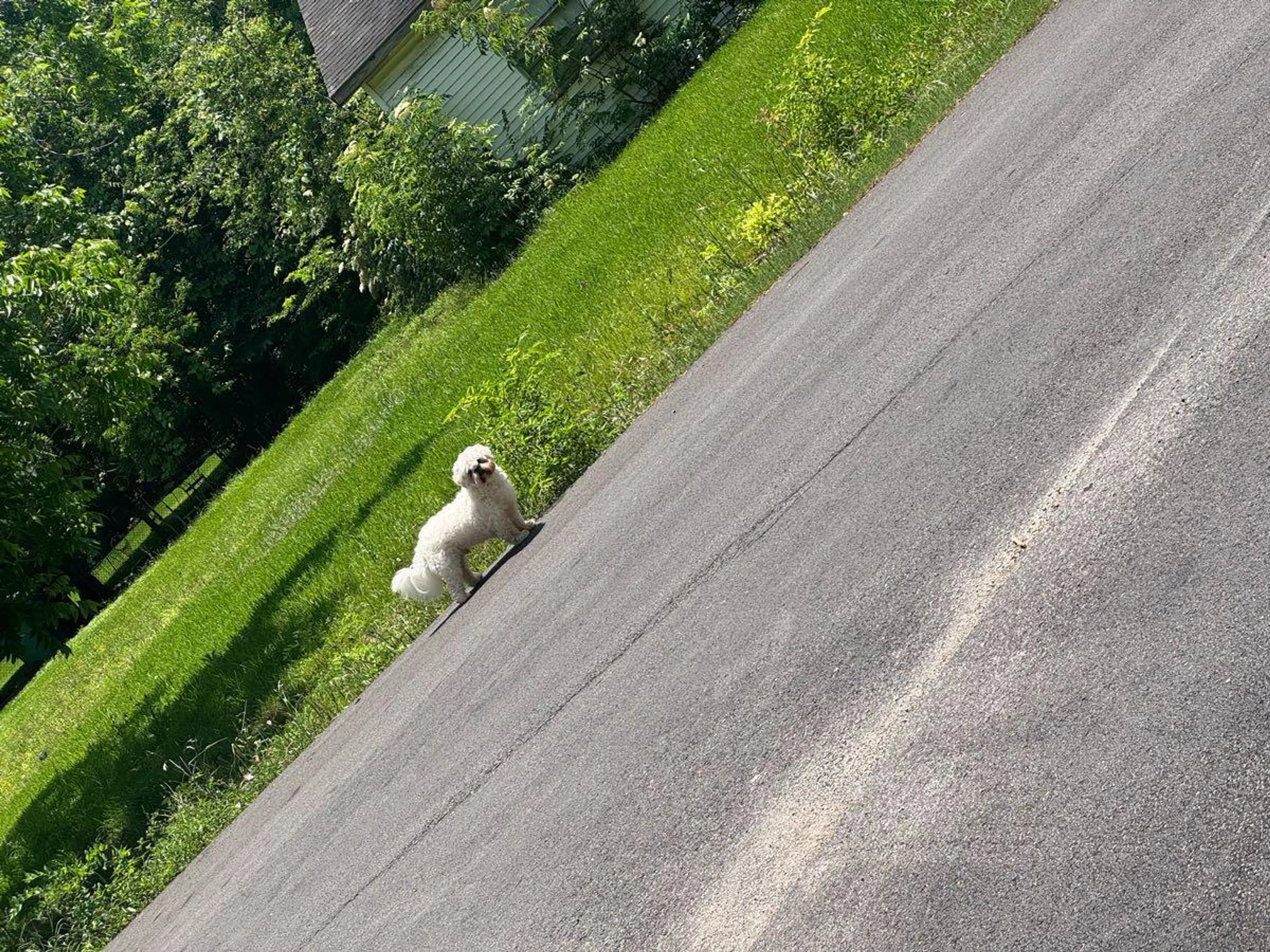 Found pet