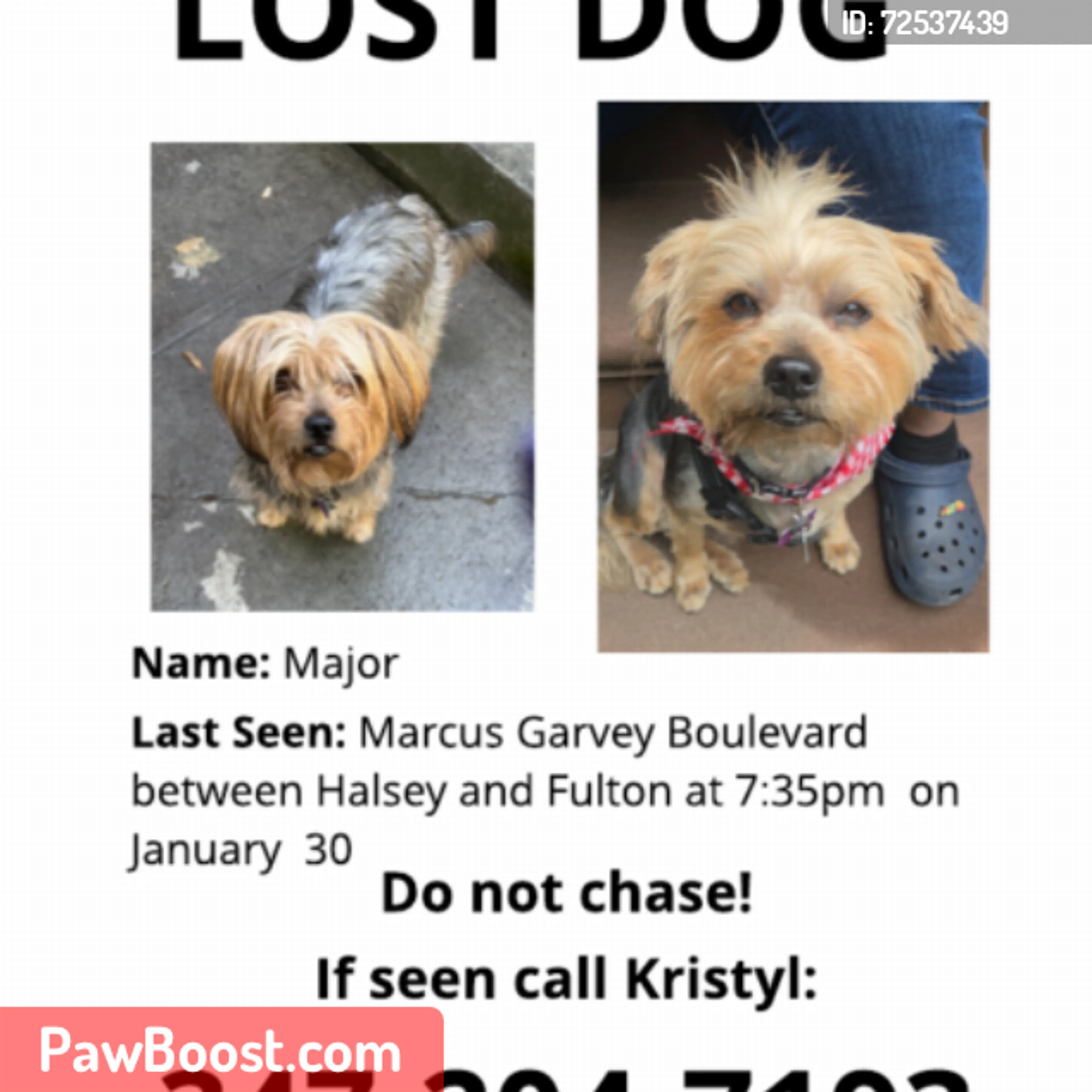Lost pet