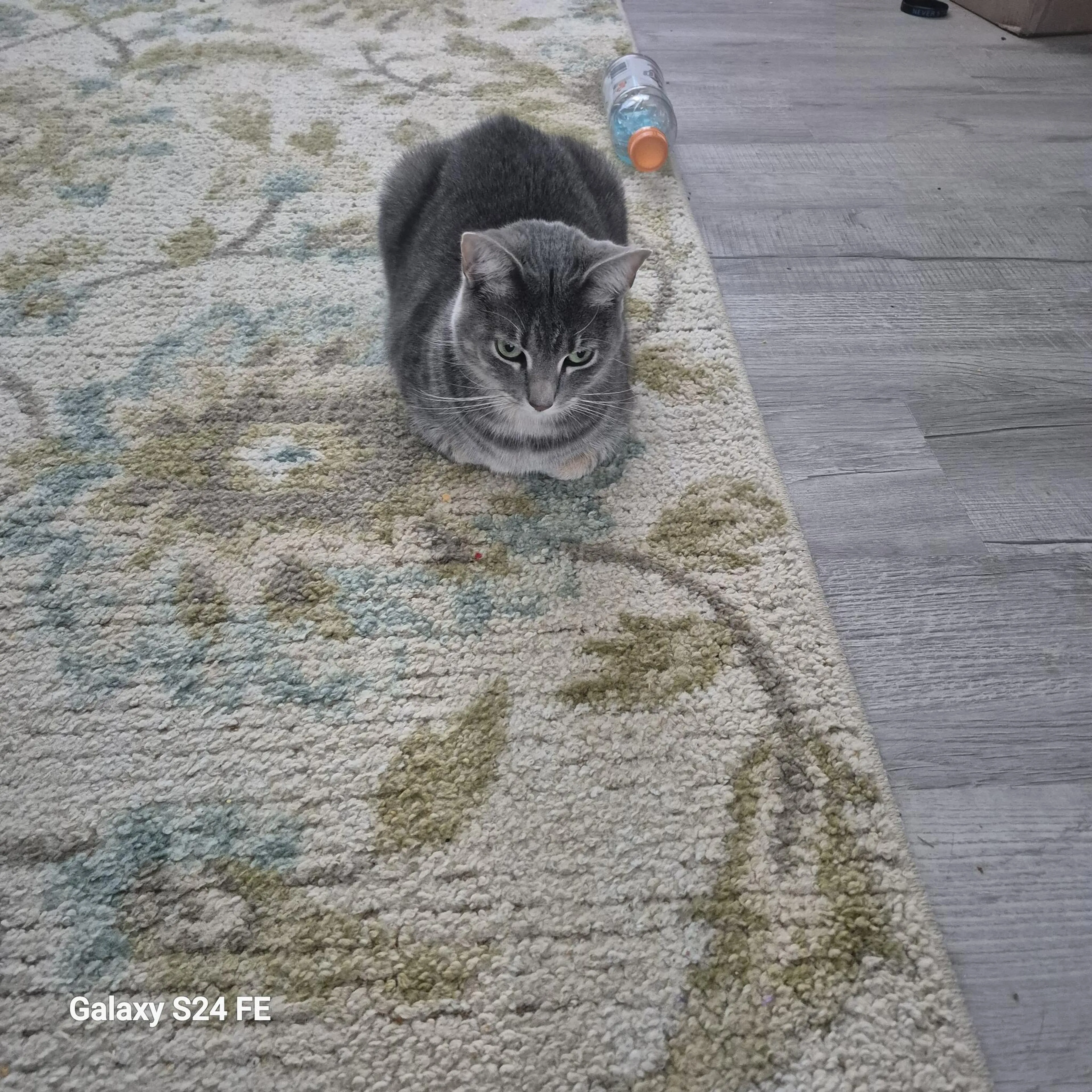 Lost pet