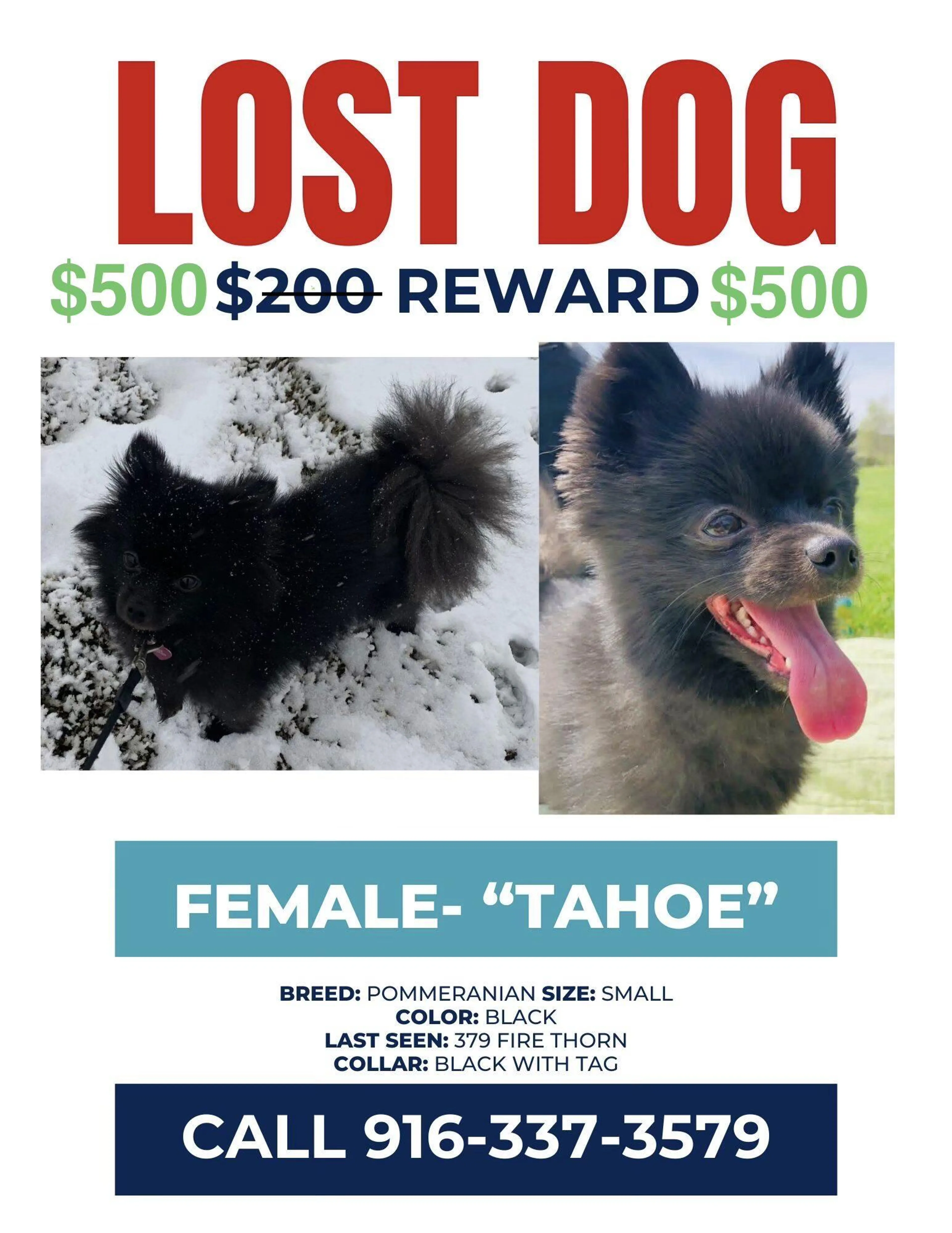Lost pet
